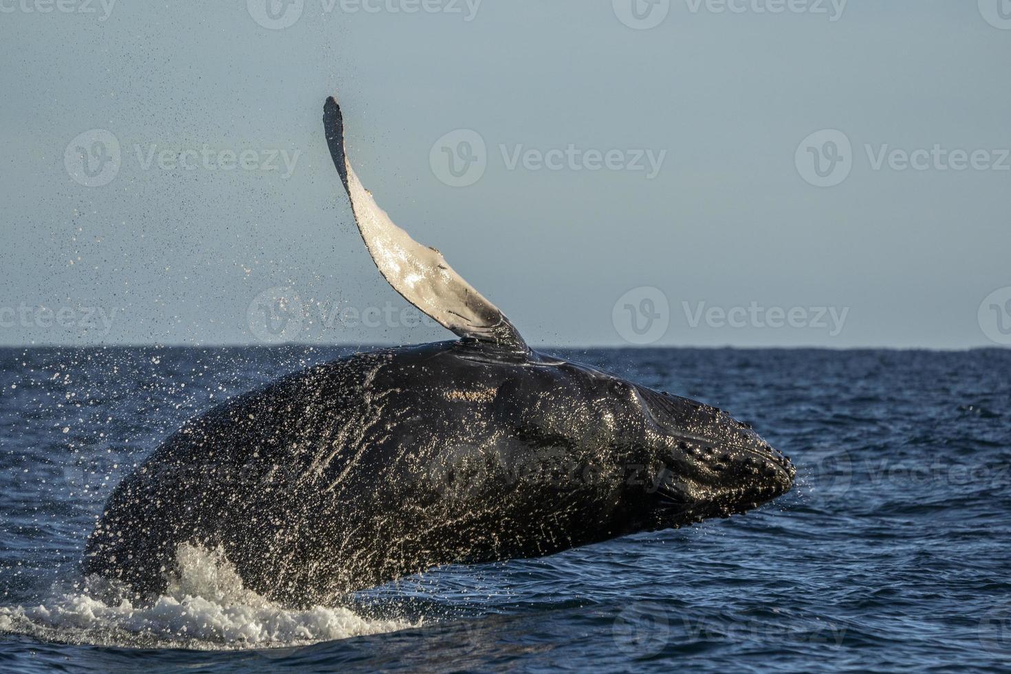 humpback whale breaching in cabo san lucas baja california sur mexico pacific ocean photo