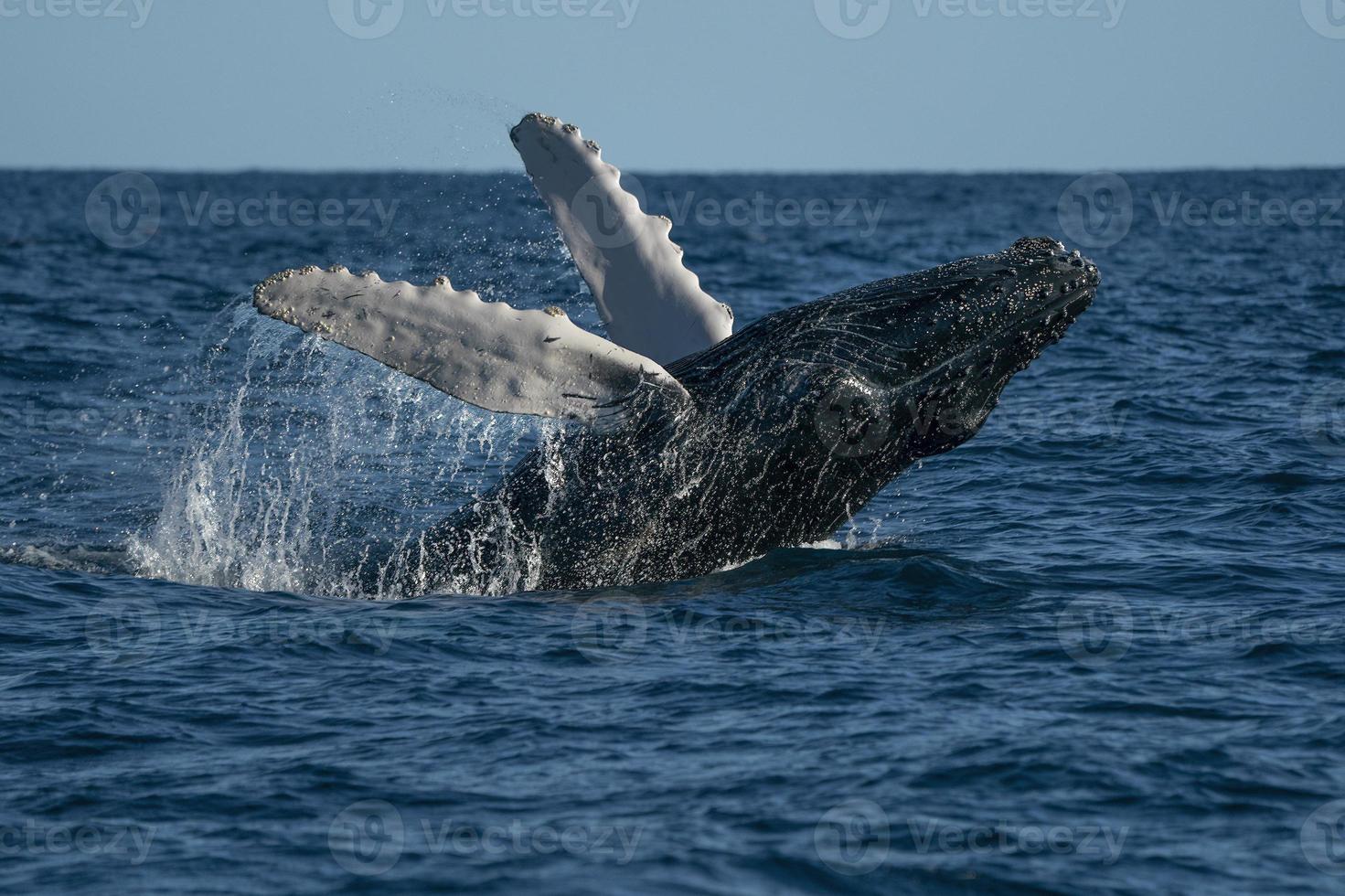 humpback whale breaching in cabo san lucas baja california sur mexico pacific ocean photo