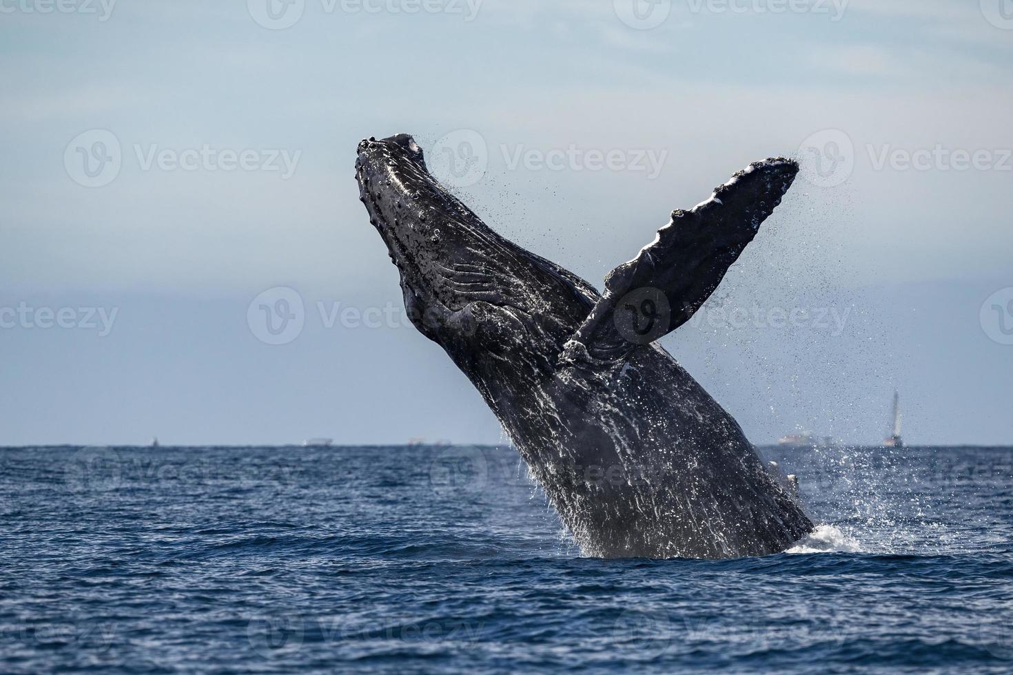 humpback whale breaching in cabo san lucas baja california sur mexico pacific ocean photo