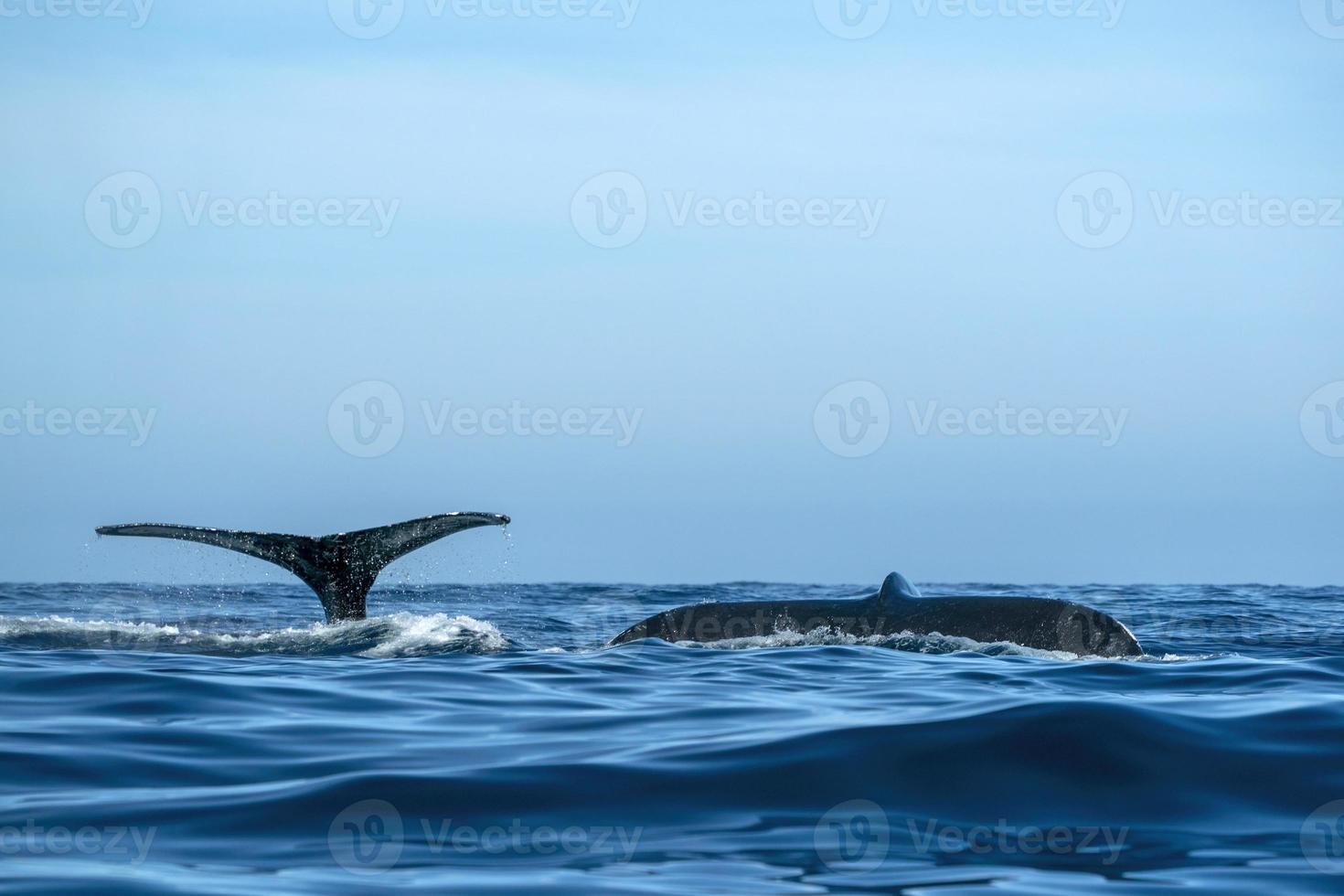 two humpback whales tail while diving together in todos santos cabo san lucas baja california sur mexico pacific ocean photo