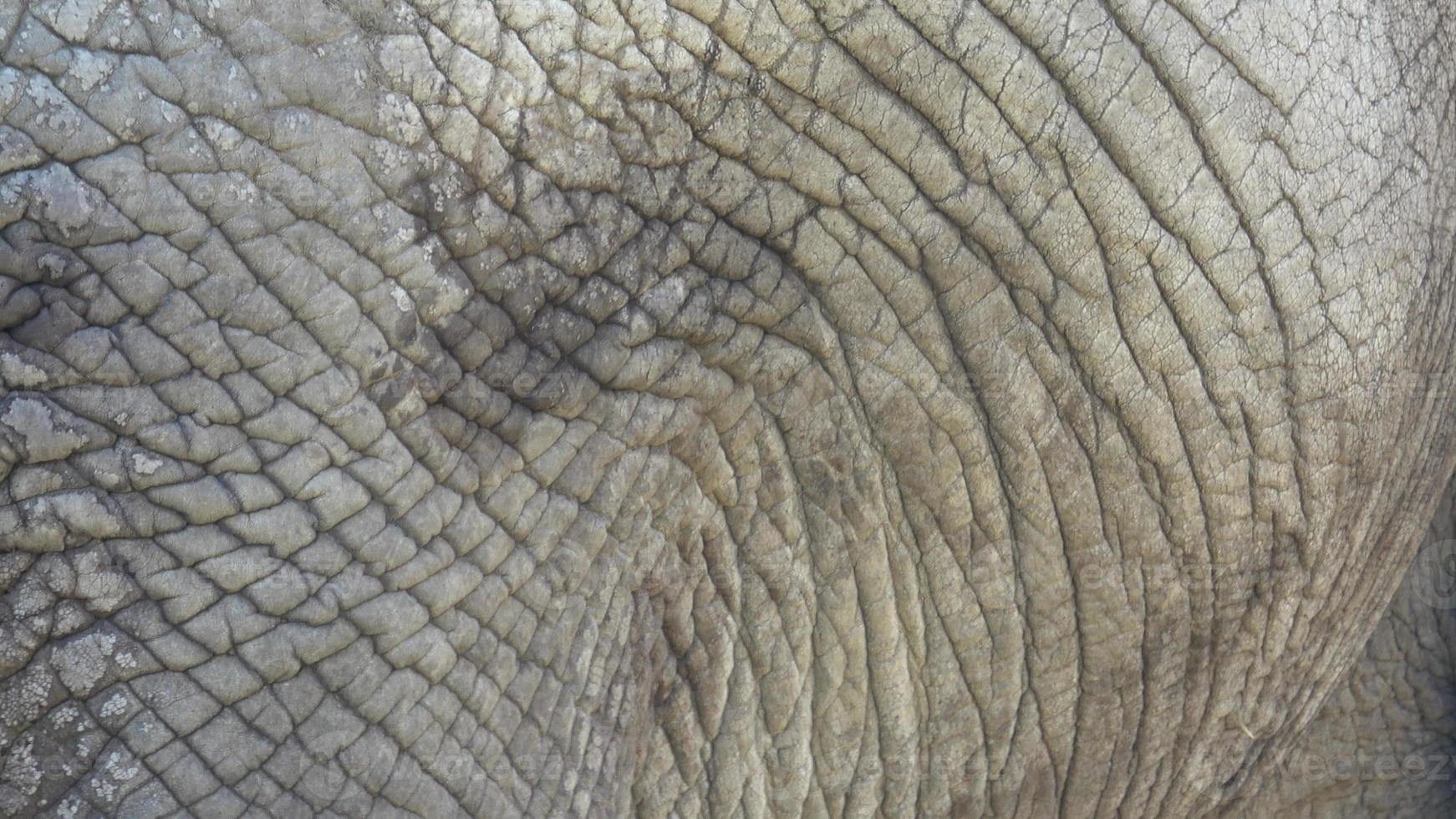 The closer look of the muddy skin of the african elephant photo