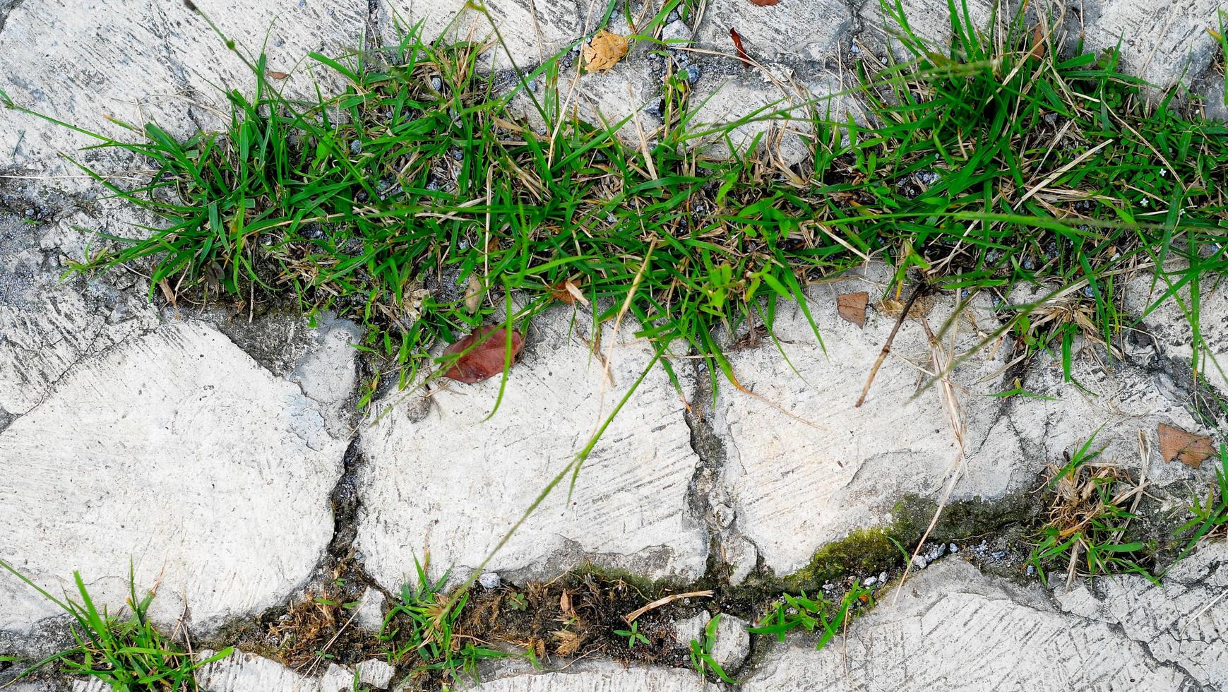 the background with a stone, old green grass moss on the ground and the wall photo