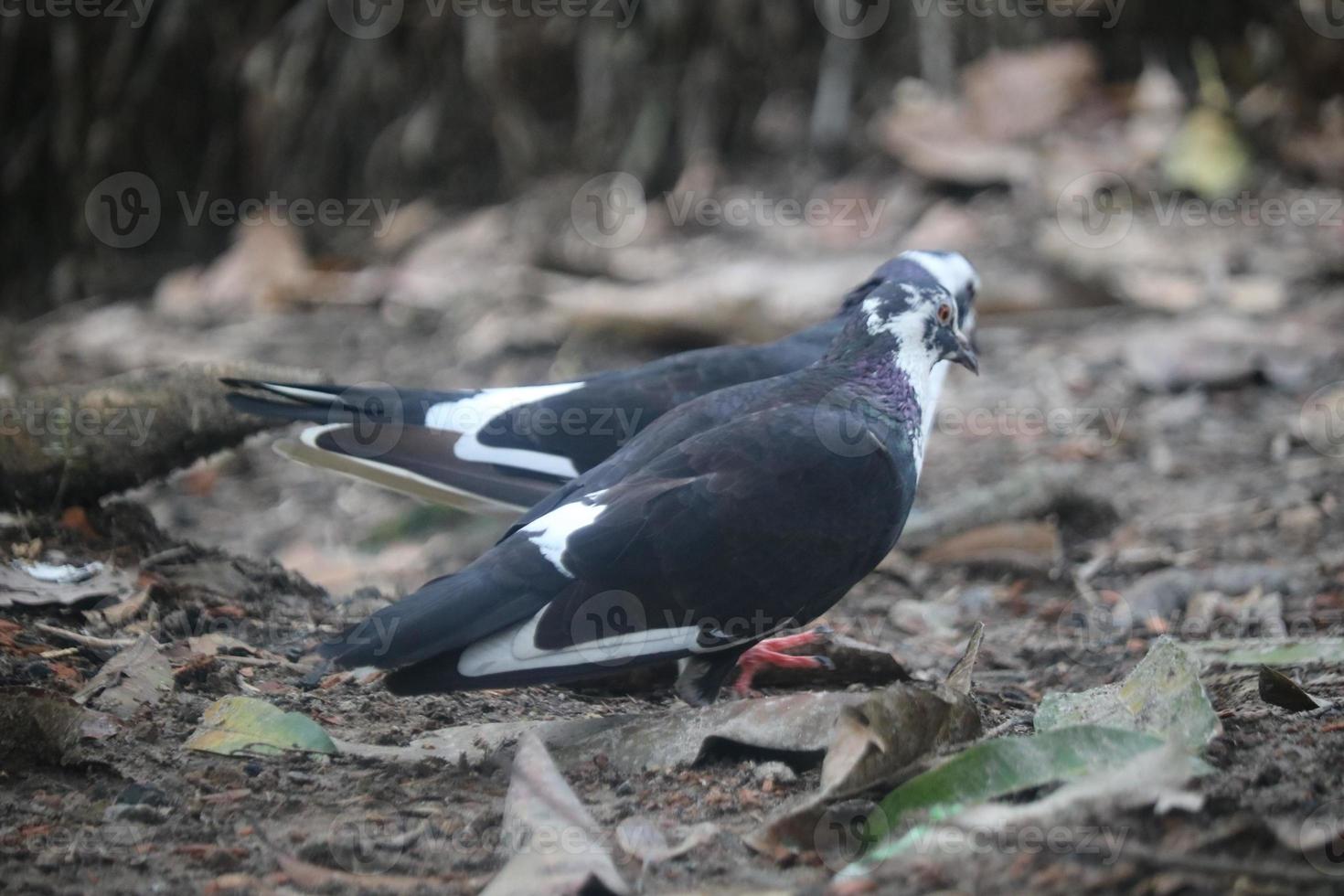 A scene of two pigeons eating together. photo