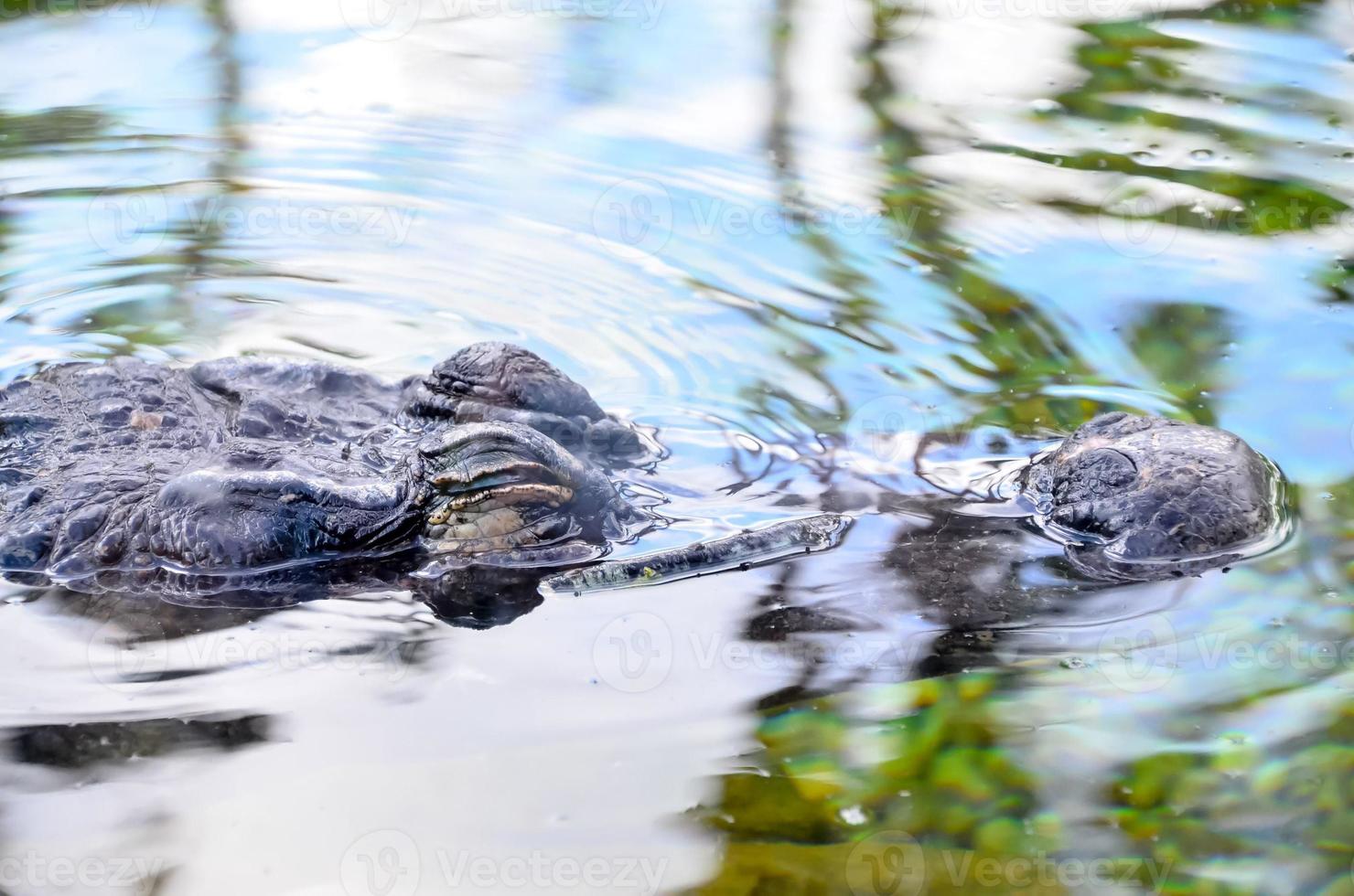 Crocodile in the water photo
