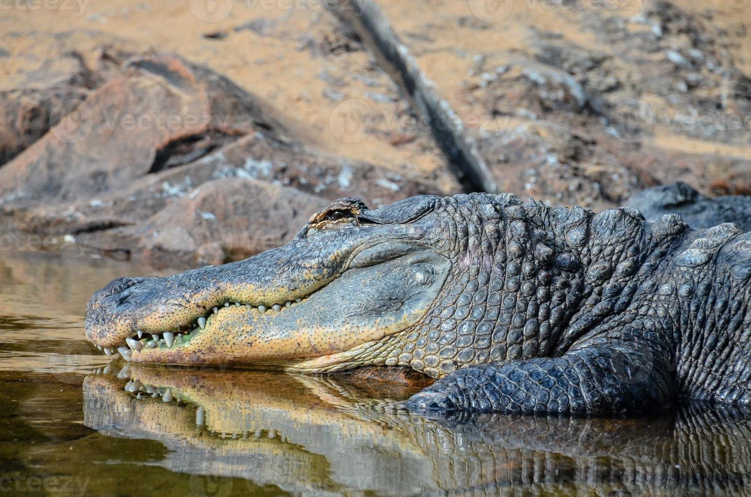 Crocodile in the water photo