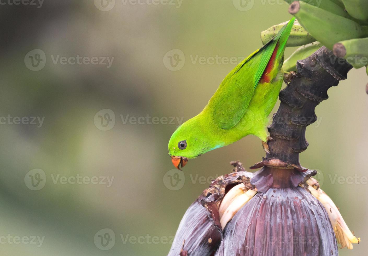 A hanging green parrot getting the nectar from banana flower photo