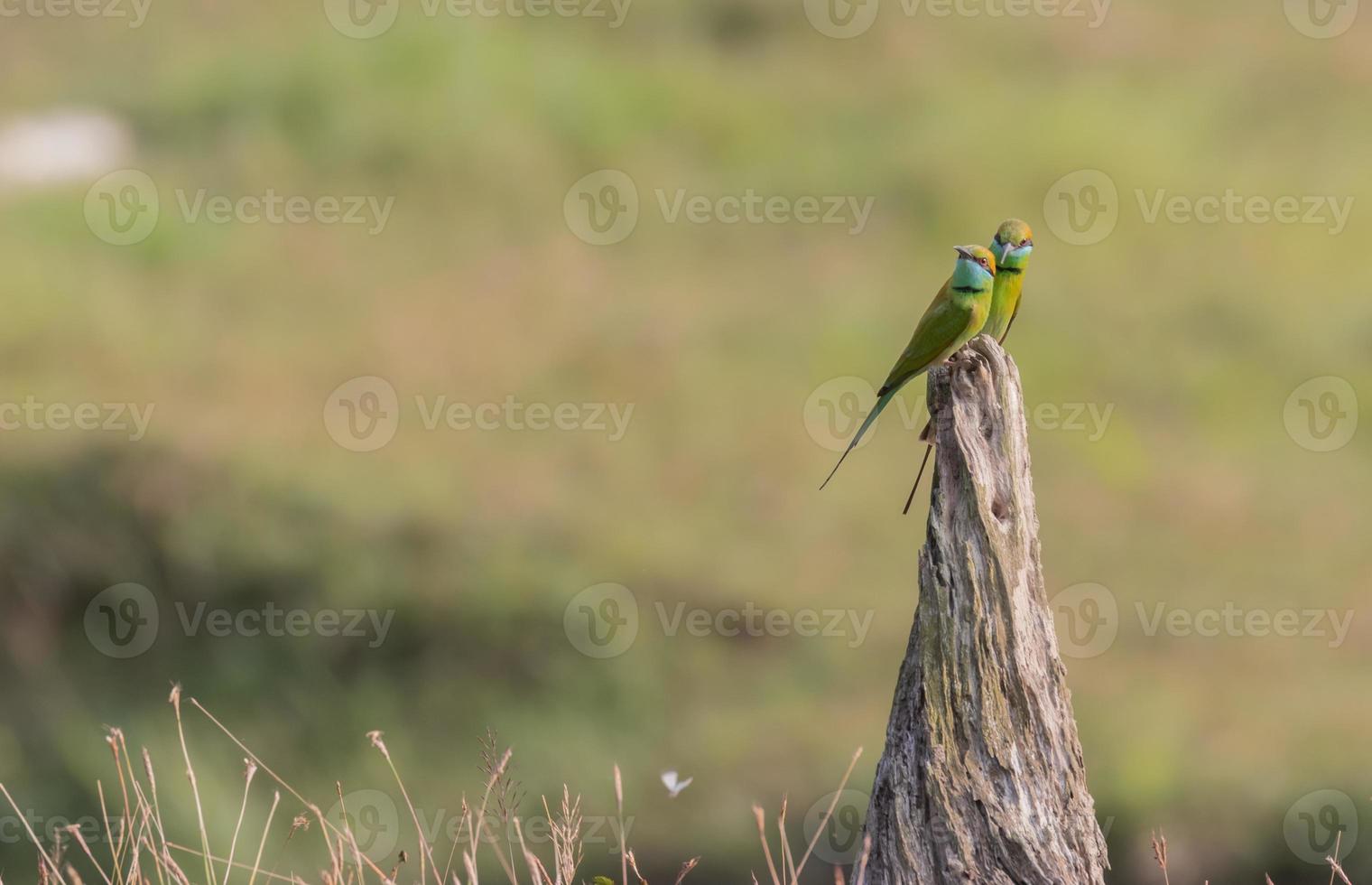 The portrait of green bee eater couple sitting on a tree stump photo