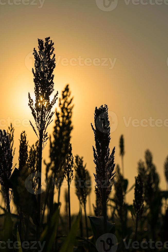 Close up Sorghum in field agent sunset photo