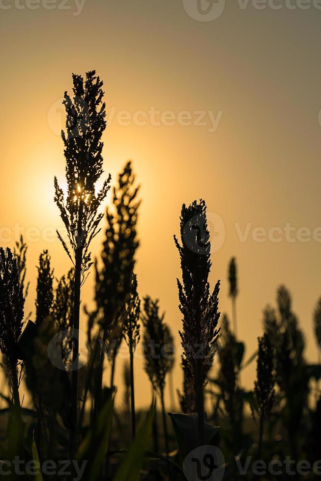 cerrar el sorgo en la puesta del sol del agente de campo foto