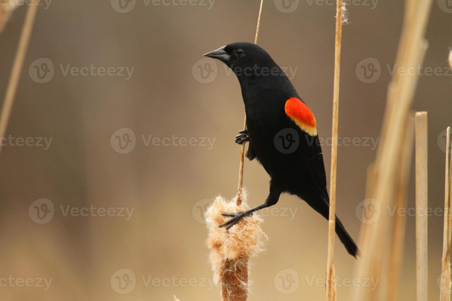 red winged blackbird in cattails photo