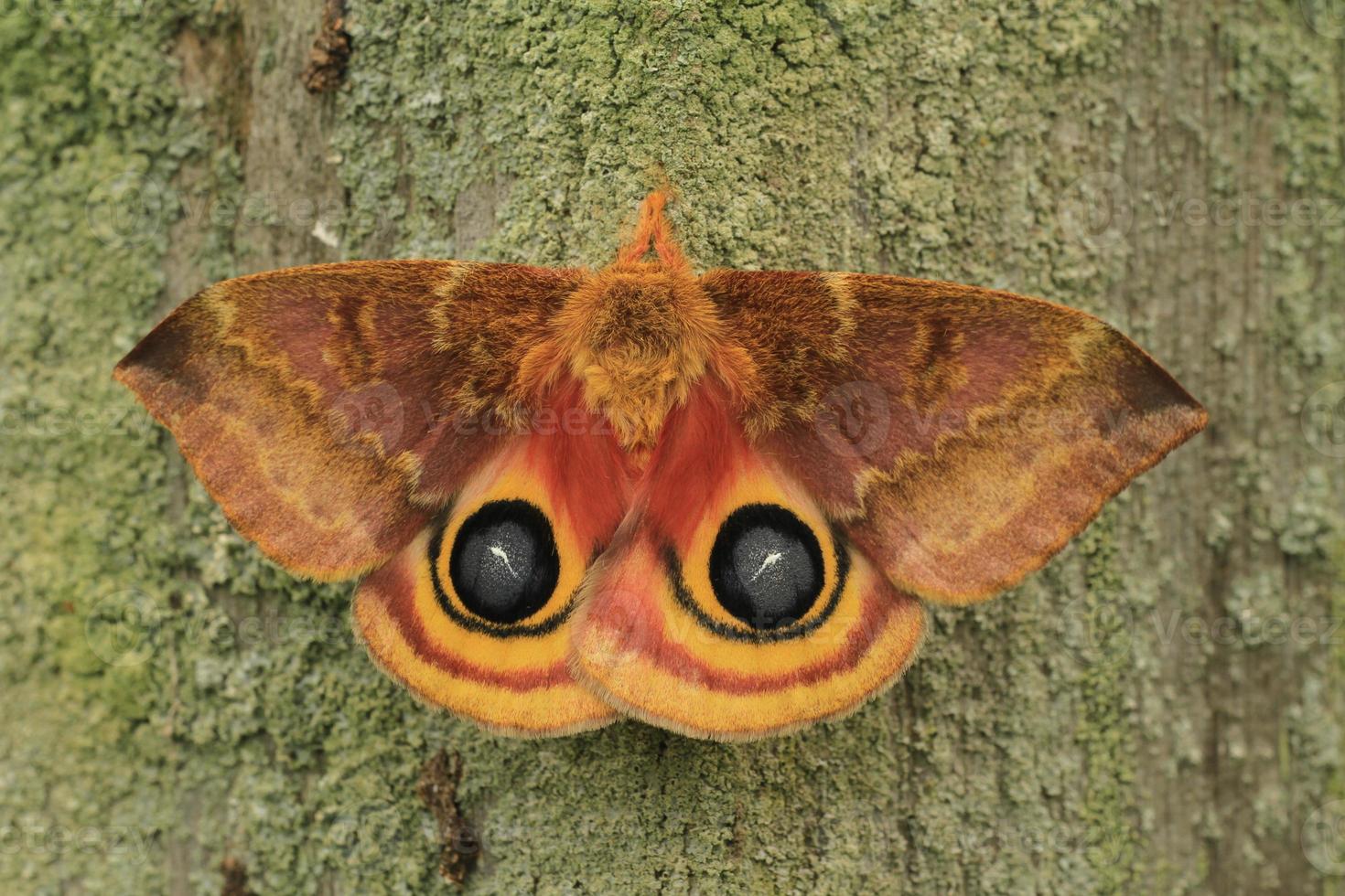 female io moth photo