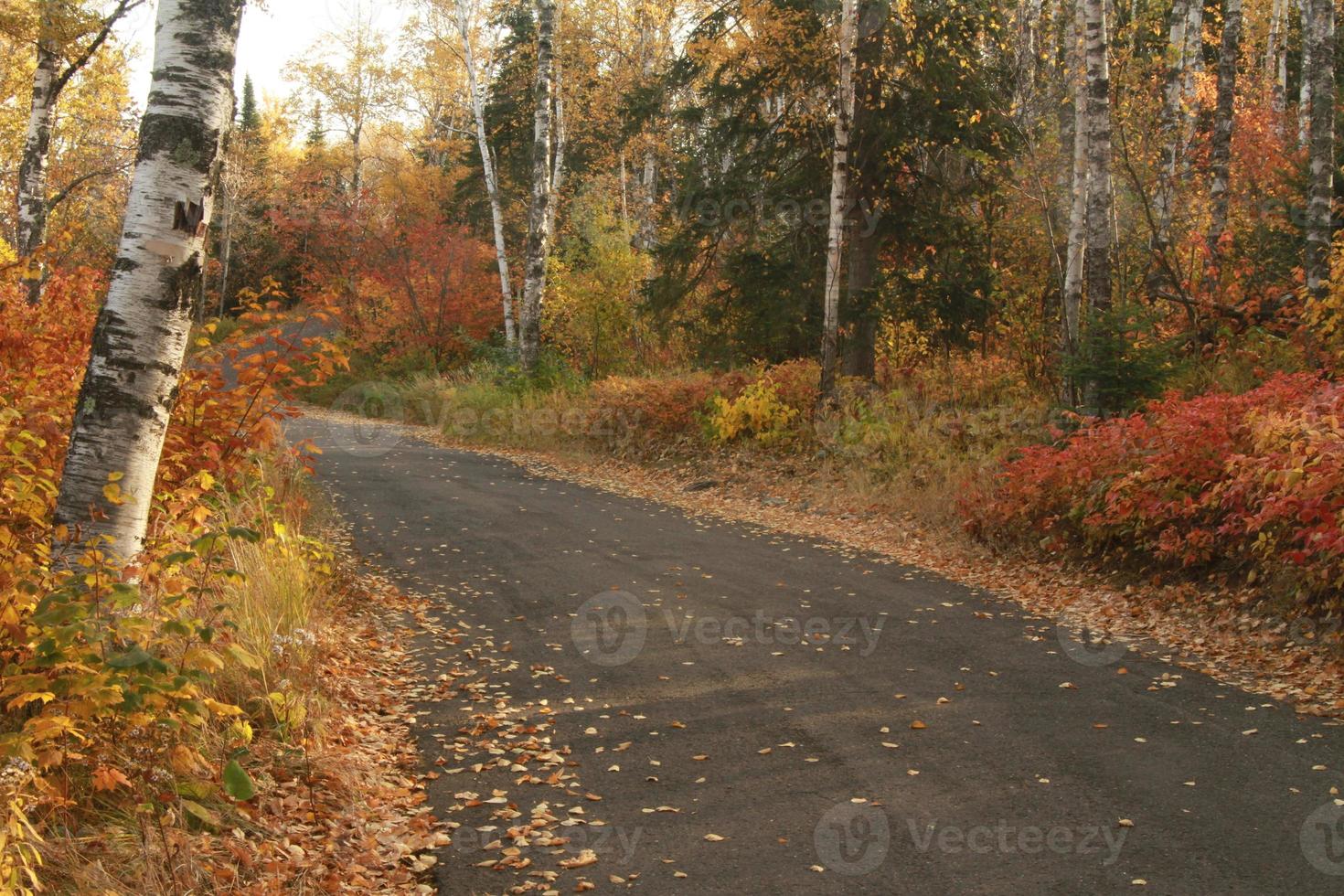 wooded fall road photo