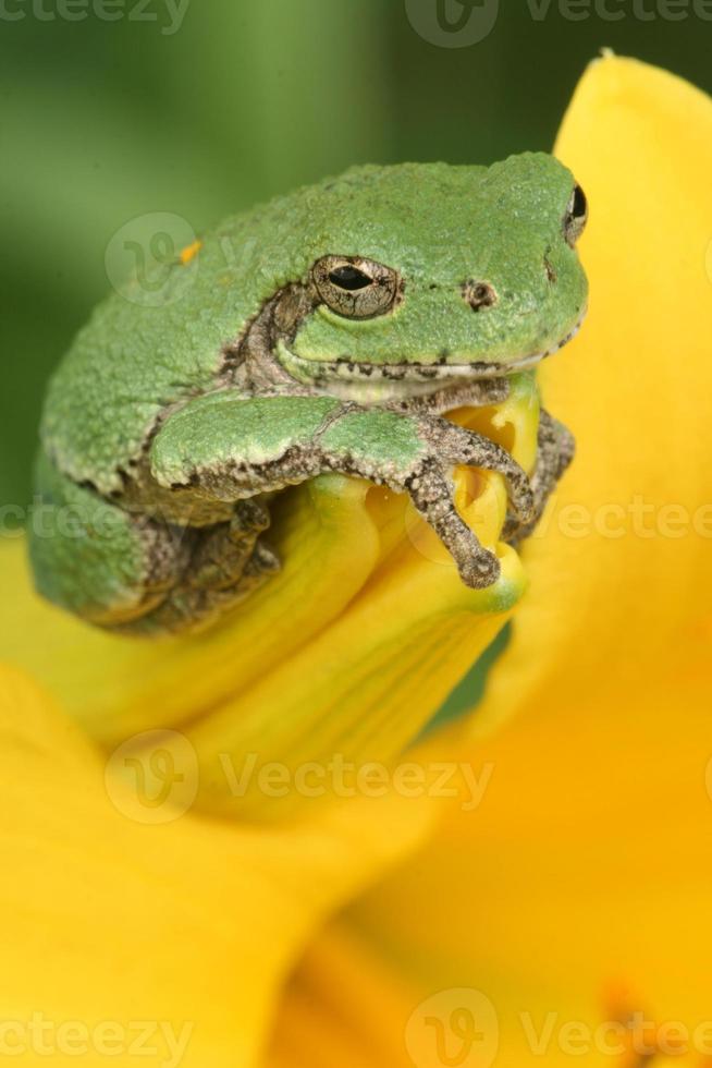 gray treefrog on daylily photo