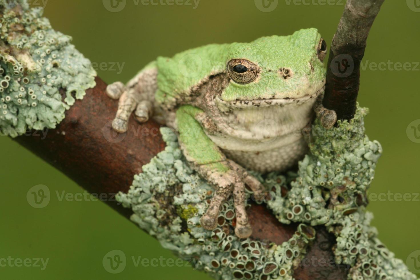 gray treefrog on lichen covered branch photo