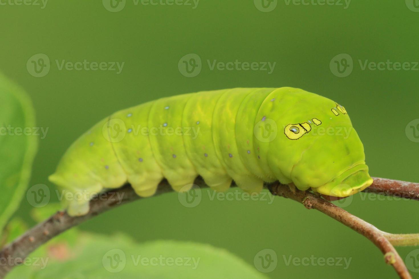 two tailed swallowtail butterfly caterpillar photo