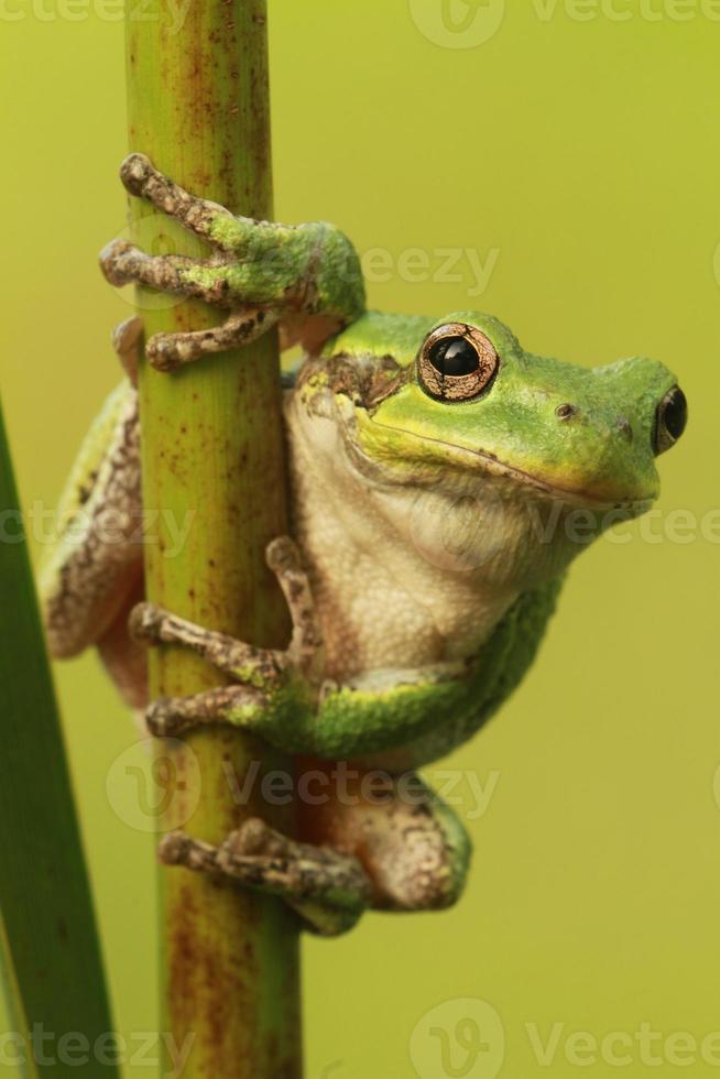 gray treefrog on stem photo