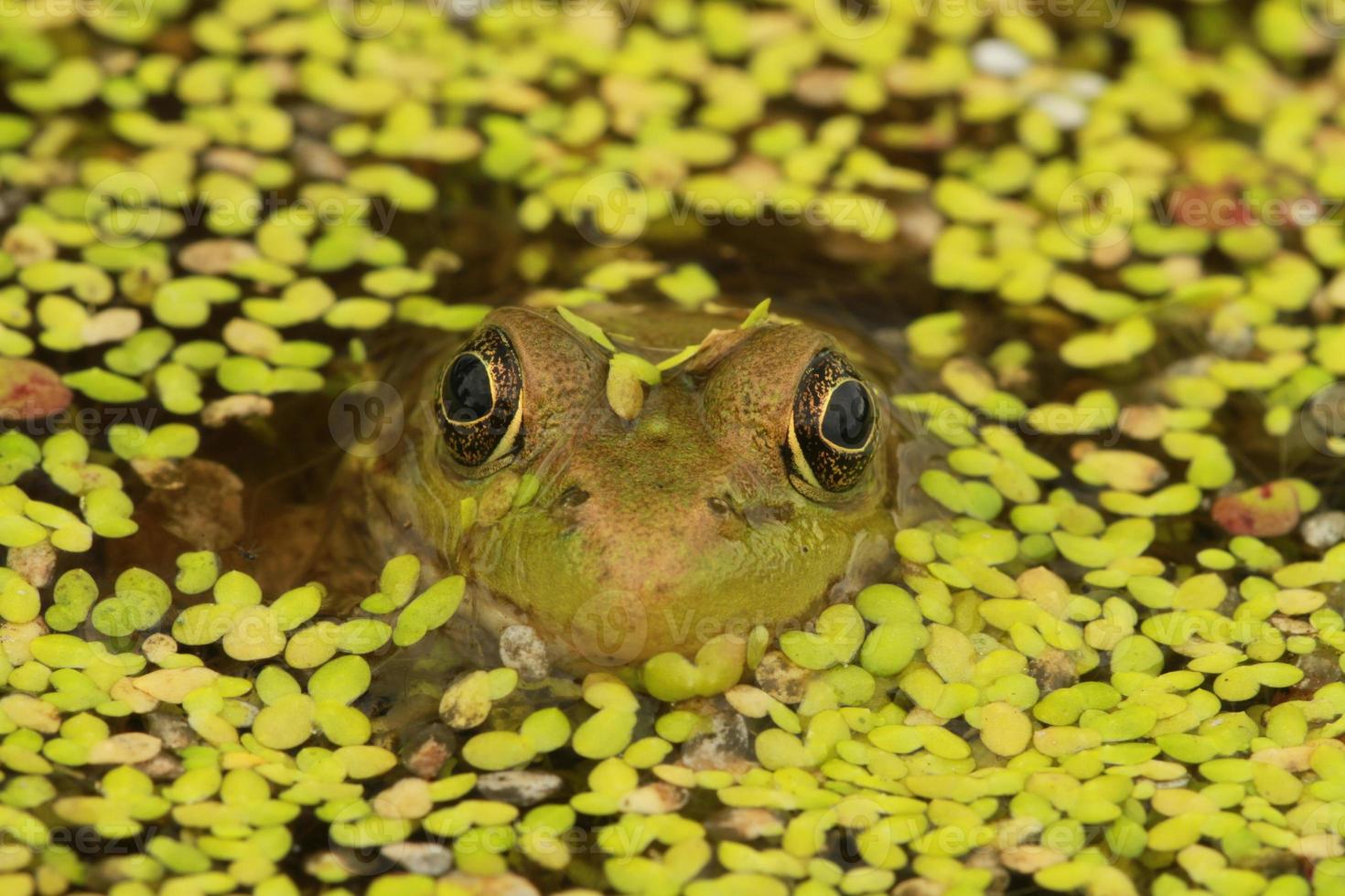 green frog in duckweed photo