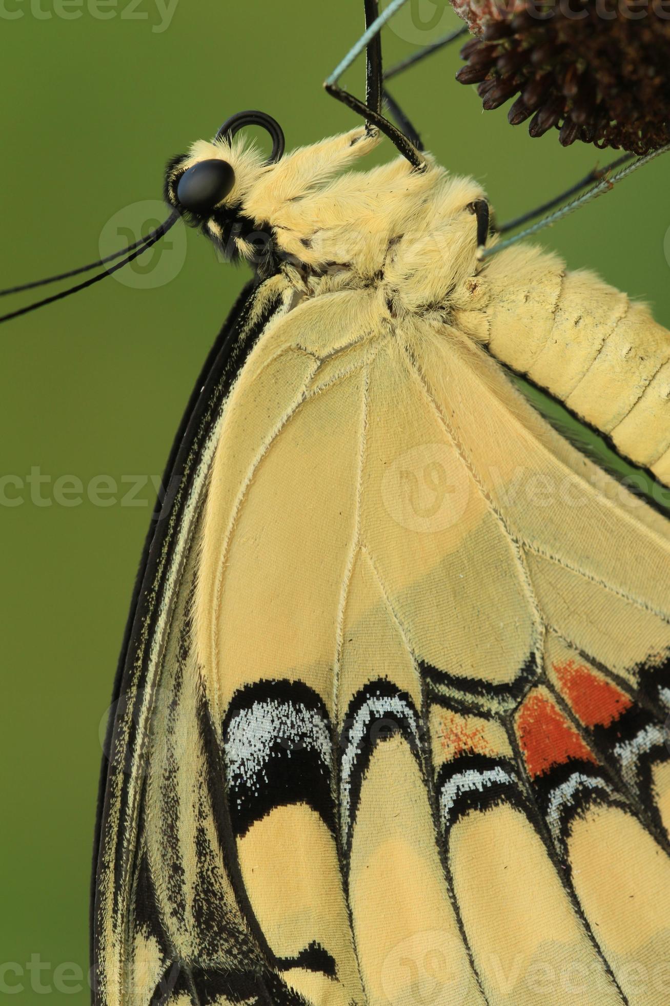 Giant swallowtail butterfly closeup 21884883 Stock Photo at Vecteezy