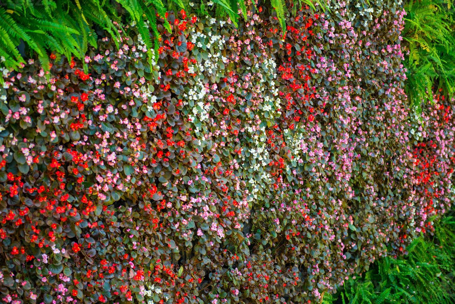 Colorful flower on the wall photo