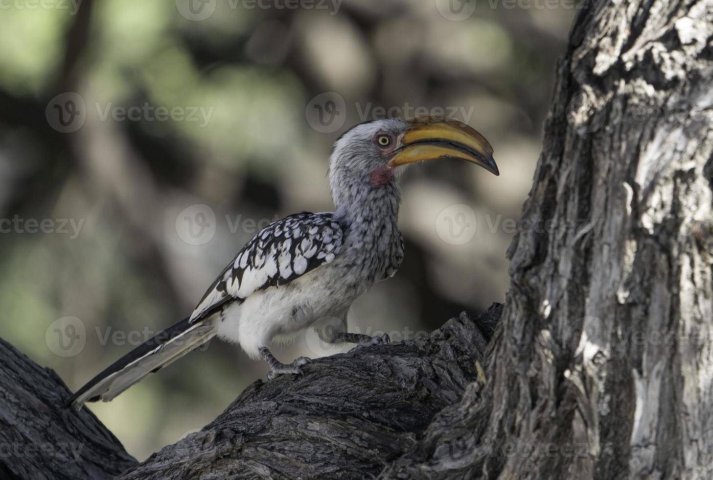 A Southern Yellow Billed Hornbill in Namibia. photo