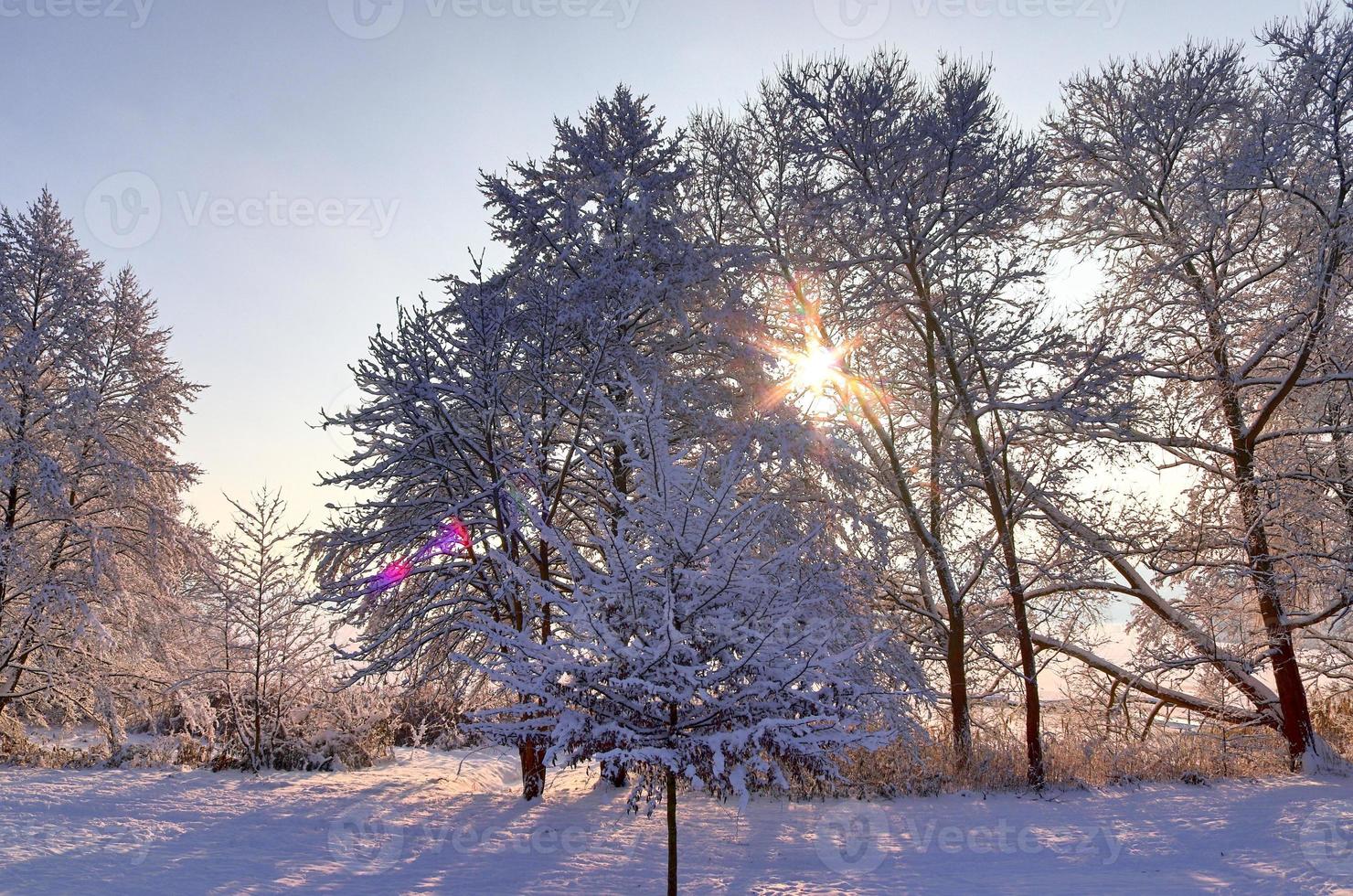 Trees in winter with a lot of snow on them. photo