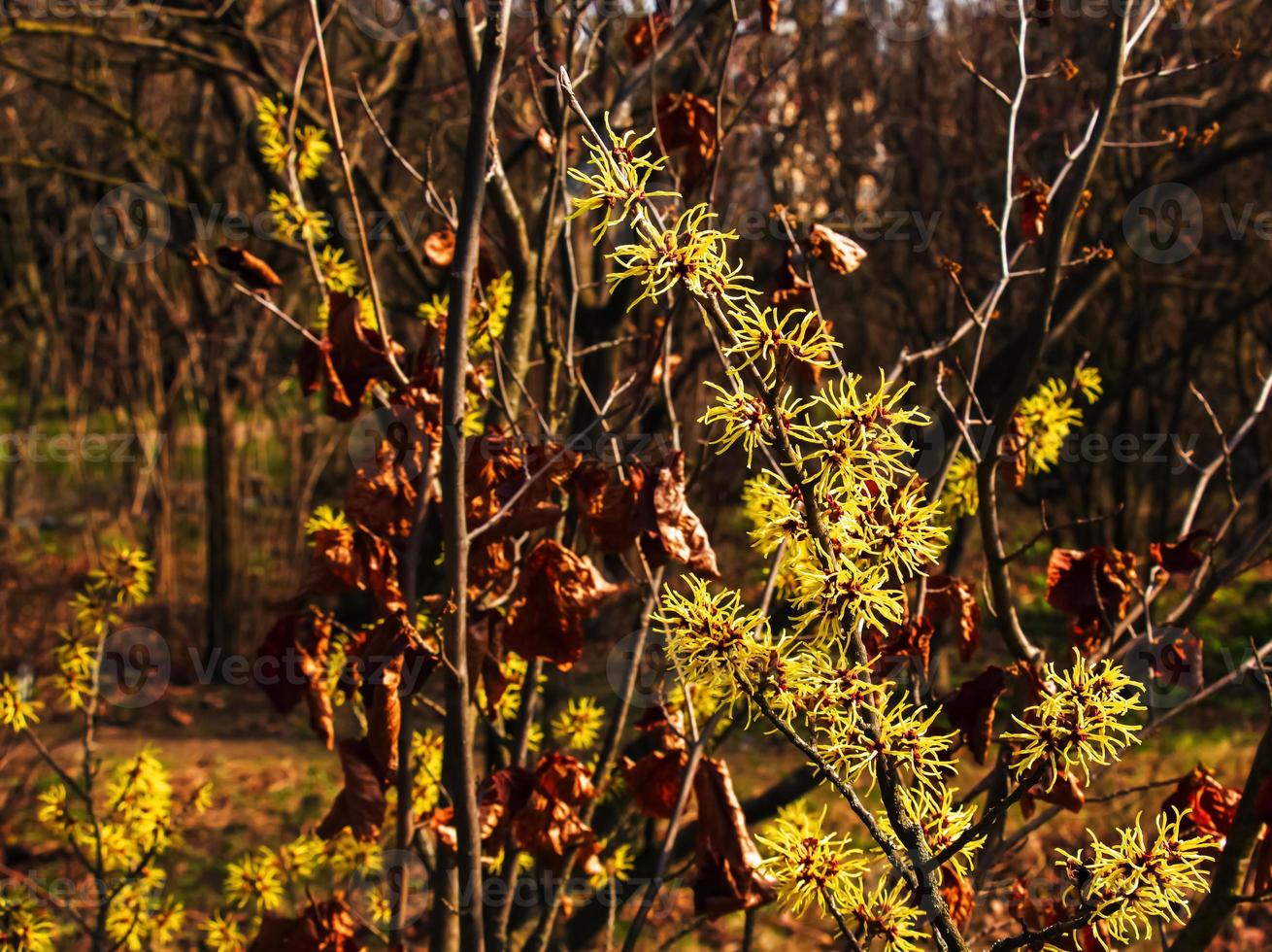 Flower of Hazel Witch shrub, Hamamelis virginiana in early spring. Hamamelis has gorgeous yellow flowers in early spring. photo