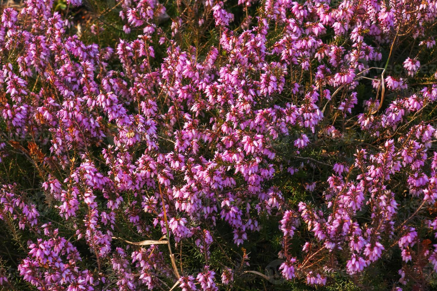 Pink Erica carnea flowers or winter Heathin the garden in early spring. Floral background, botanical concept photo