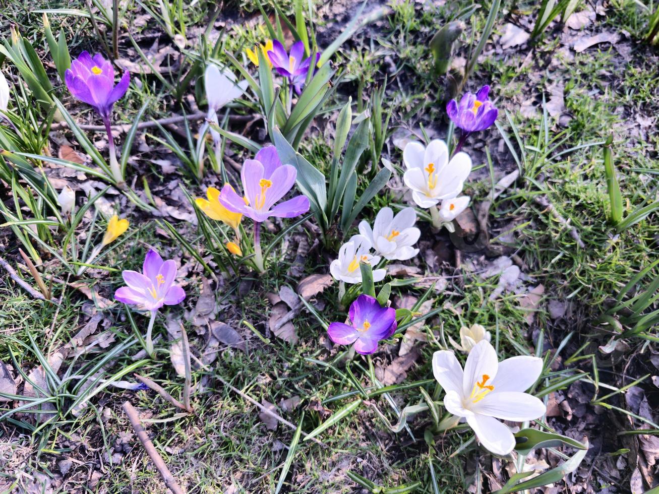 On a sunny day, colorful crocuses bloom in a clearing in a city park. photo