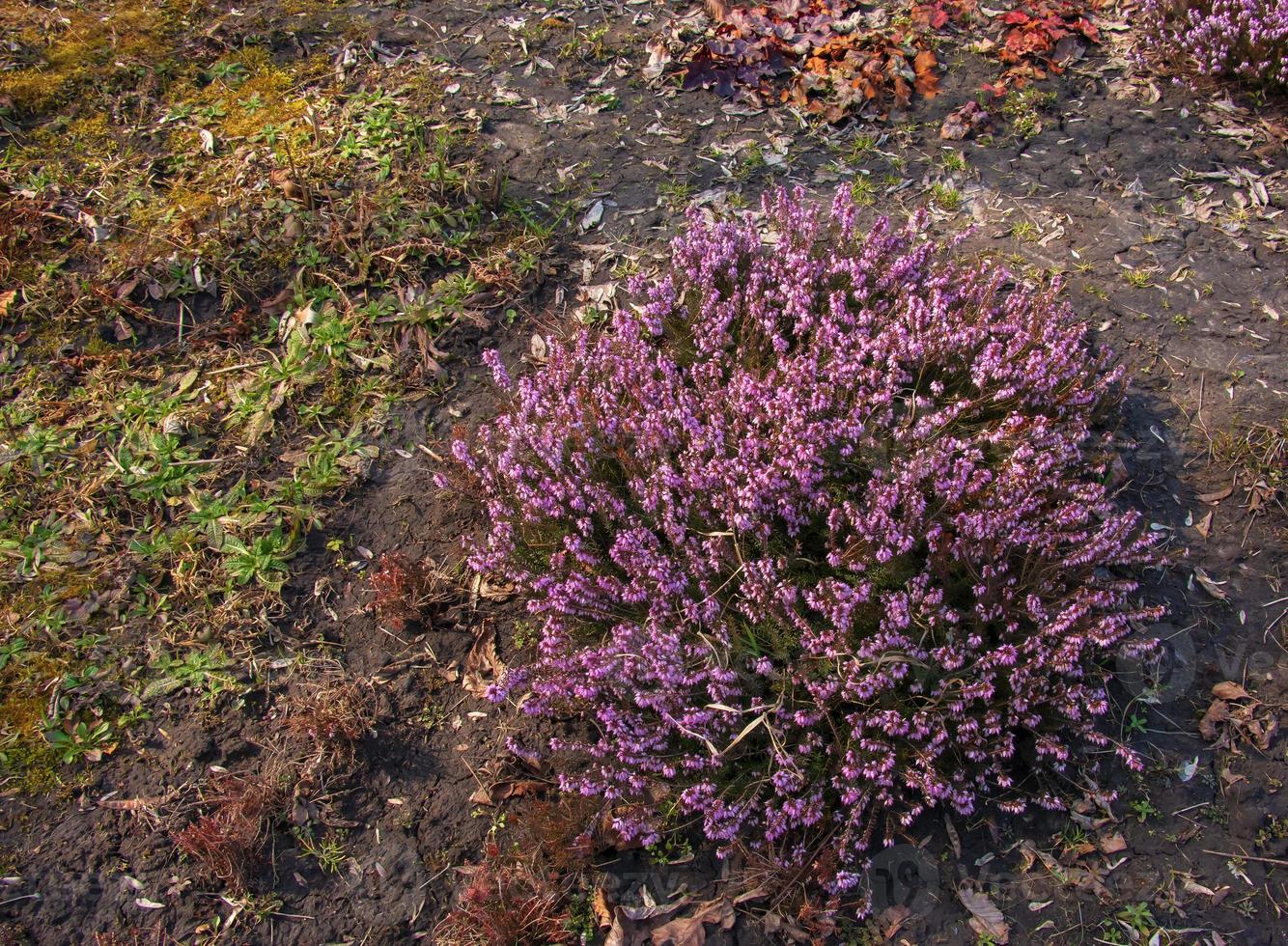 Pink Erica carnea flowers or winter Heathin the garden in early spring. Floral background, botanical concept photo