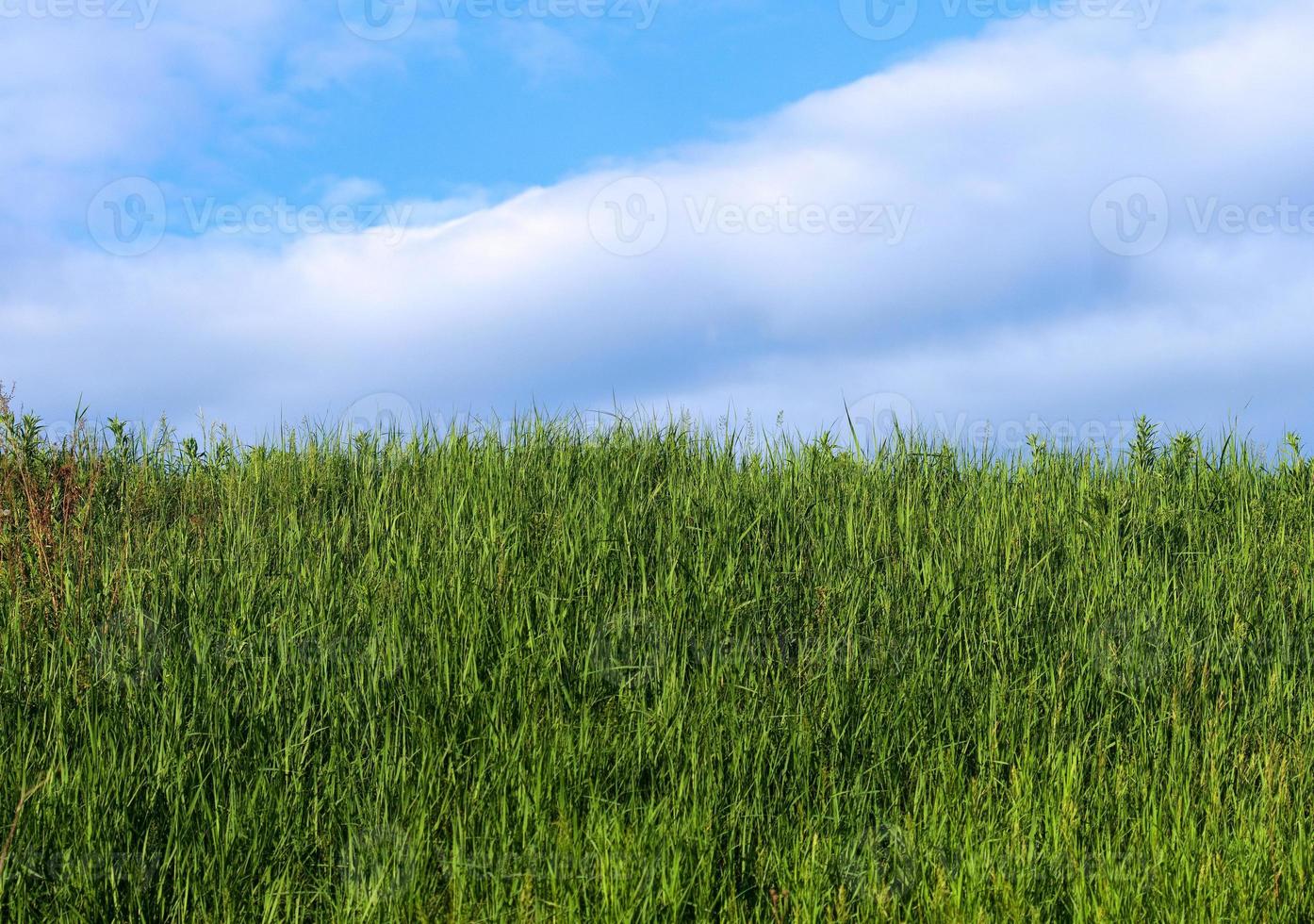 Green grass on the background of the blue sky with white clouds. photo