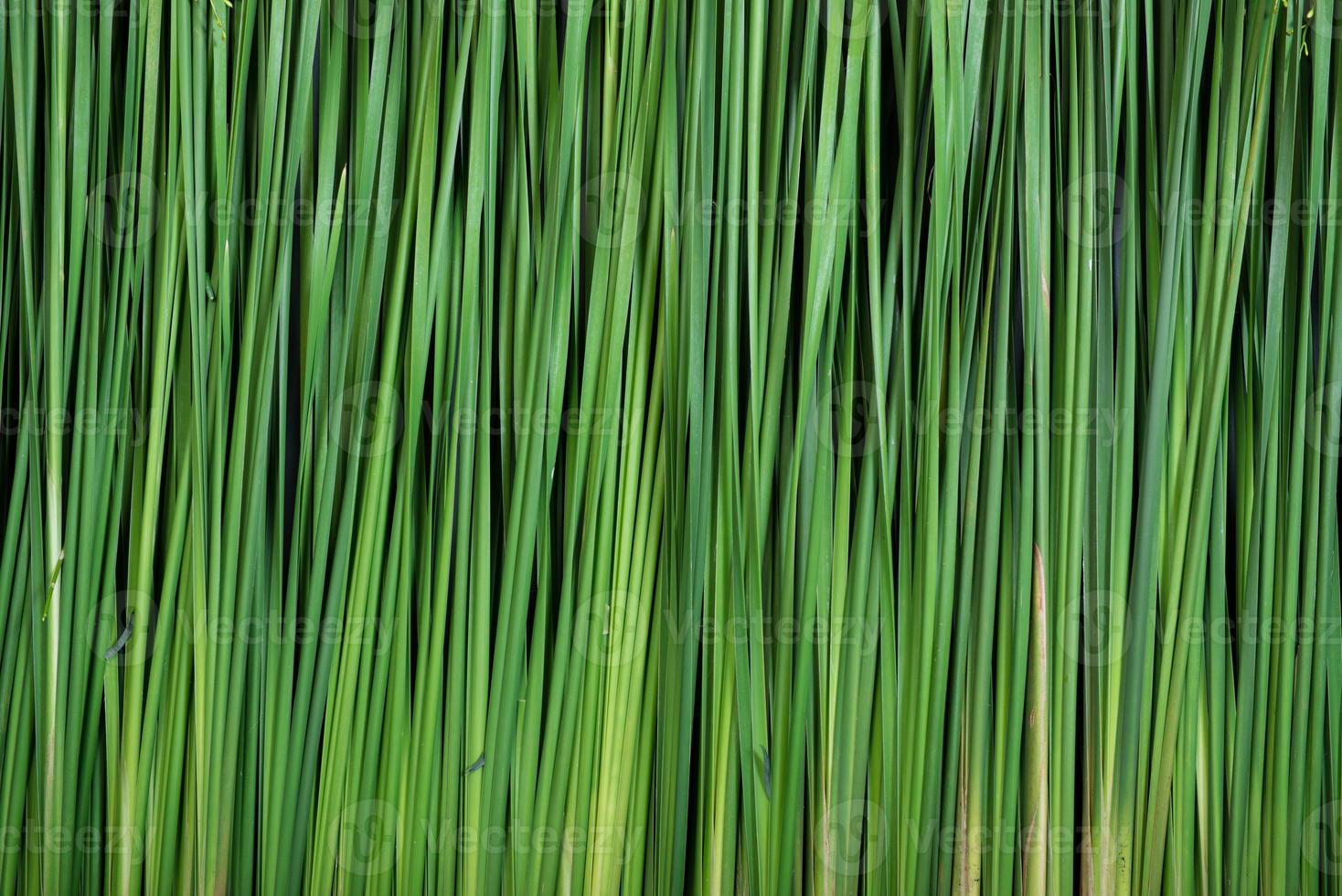 Green plant backdrop and texture photo