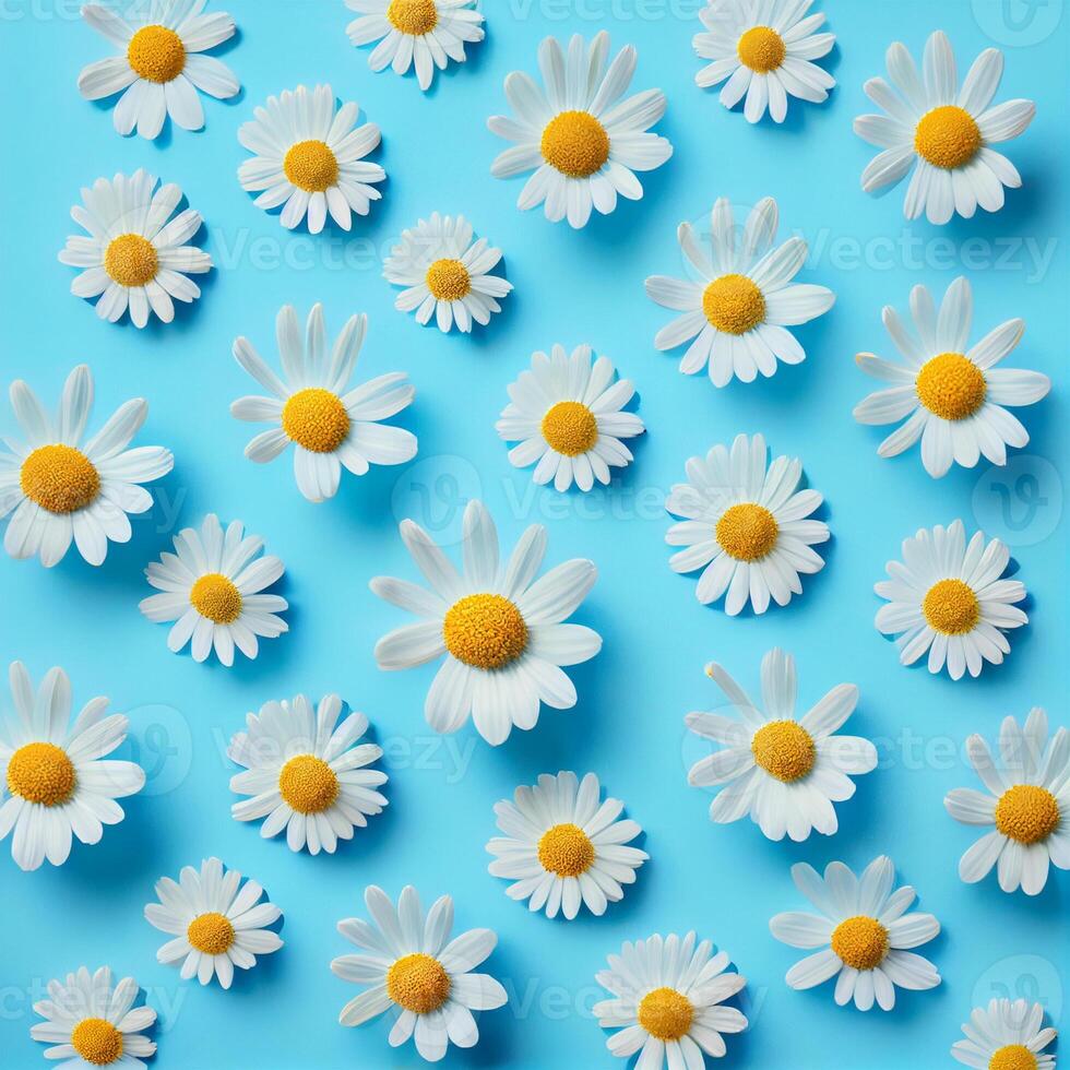 Flat lay spring blooming and summer chamomile flowers on blue background pattern - image photo