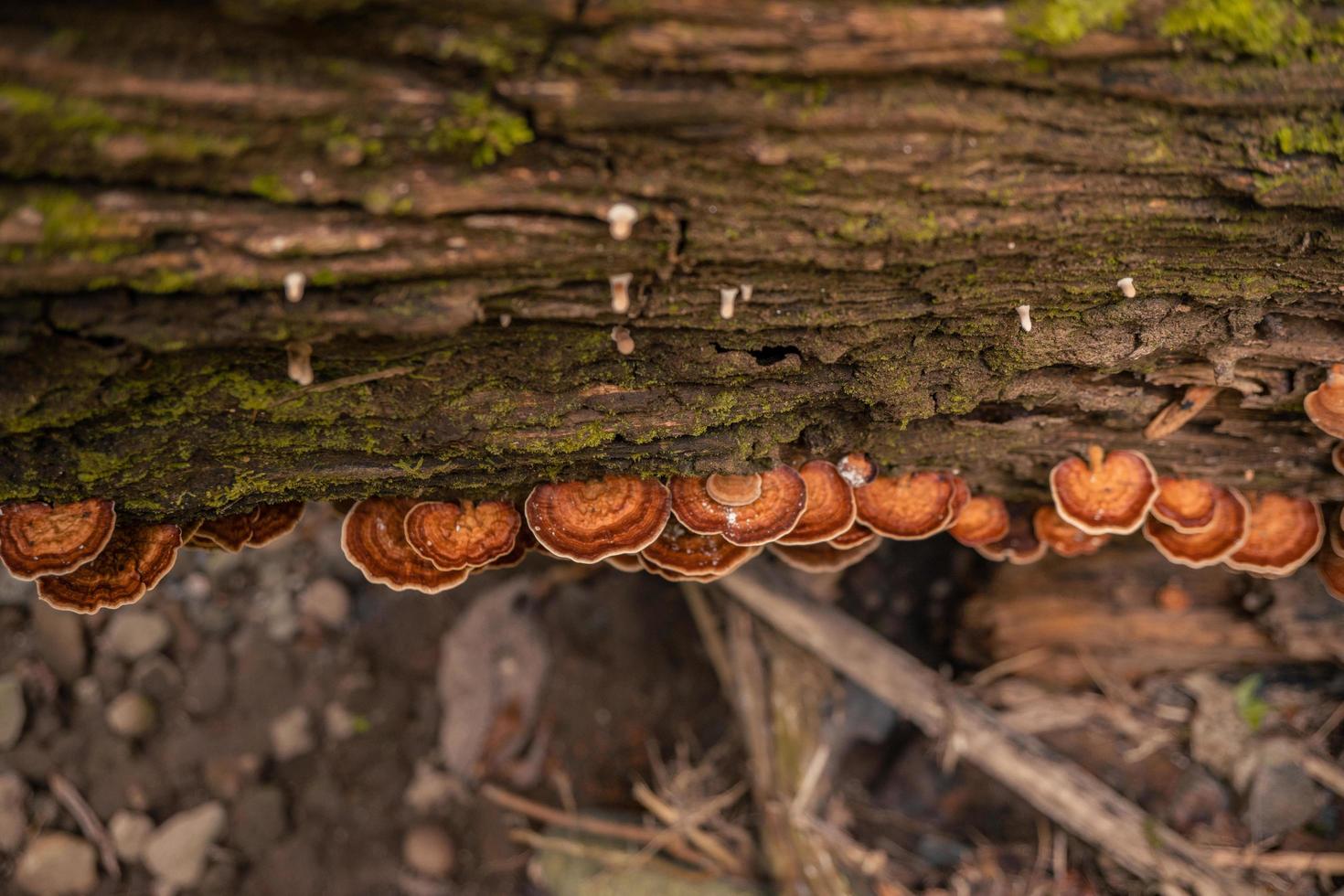 Brown polypore mushroom on the fallen tree tropical forest when rainy season. The photo is suitable to use for nature background, wild life poster and botanical content media.
