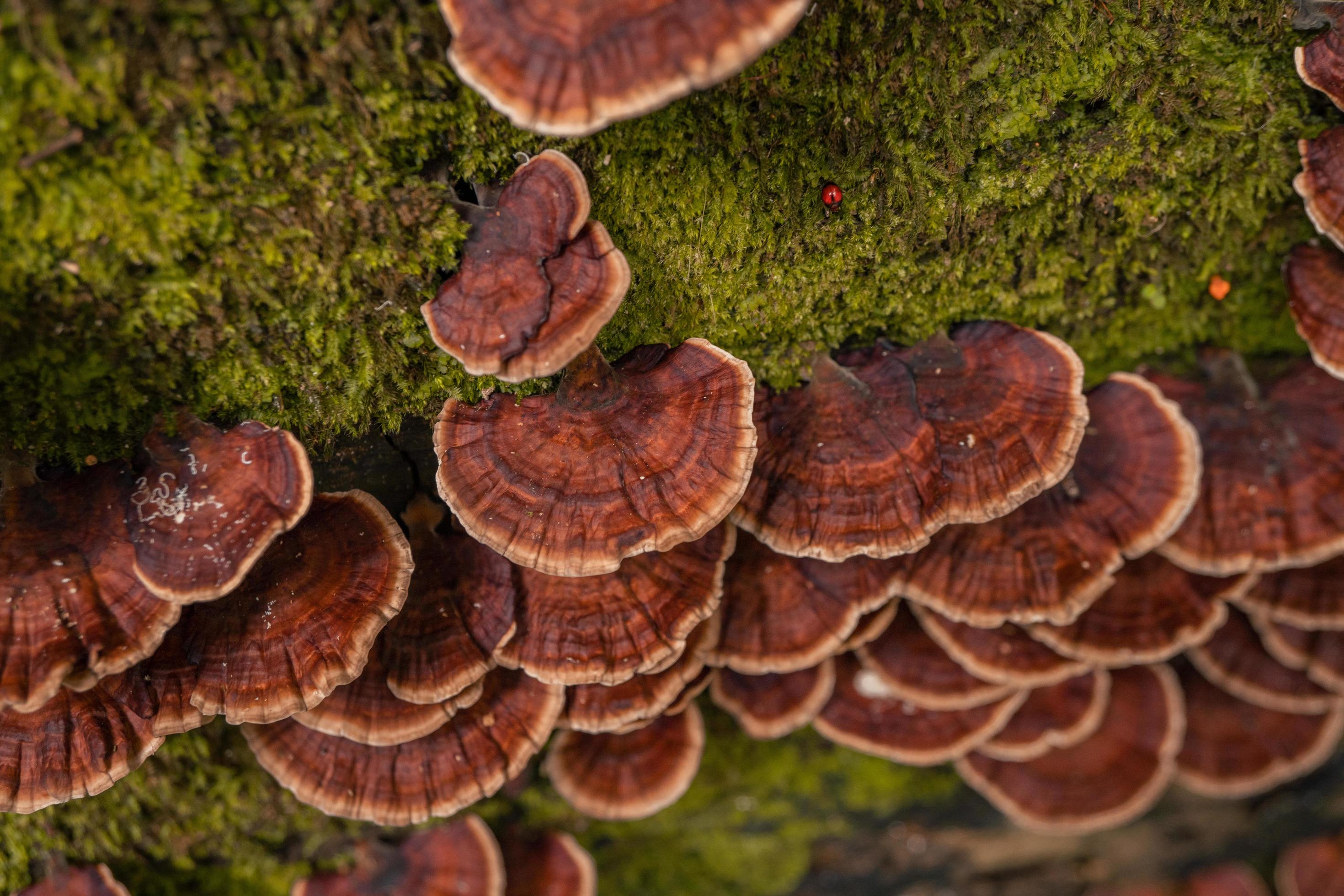 Brown polypore mushroom on the fallen tree tropical forest when rainy