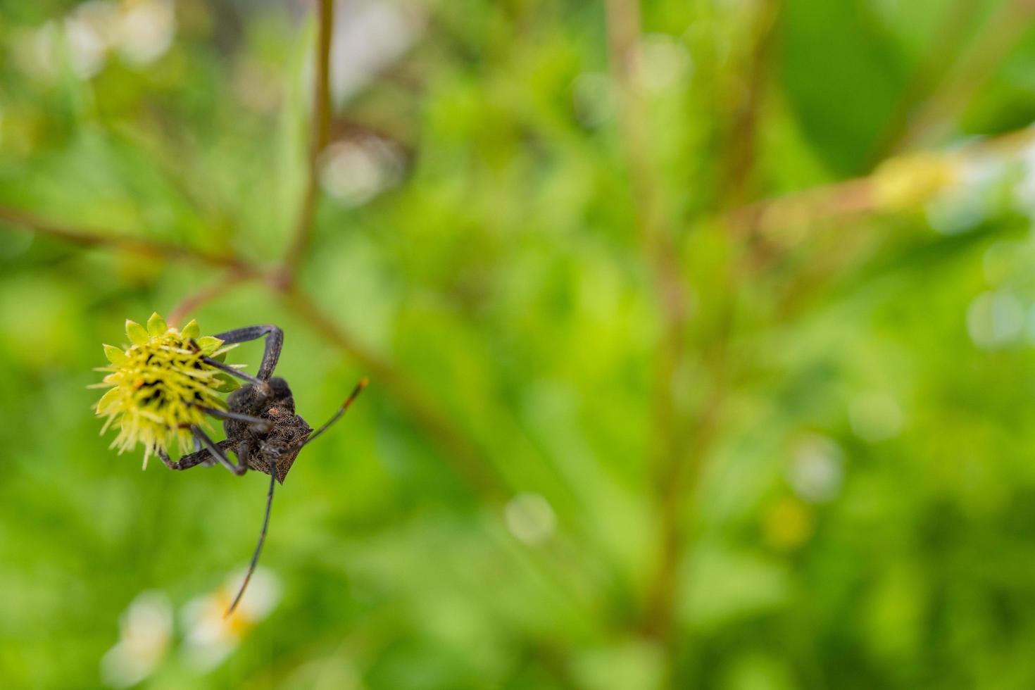 Black beetles perch over the flower buds. The photo is suitable to use for animal wild life background, spring poster and nature content media.