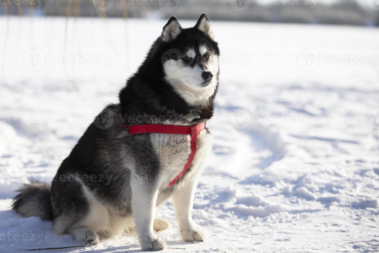 A fluffy husky dog sits in the snow and looks at the camera. photo