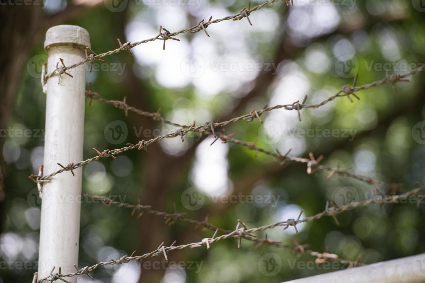 Barbed wire among the nature 2 photo