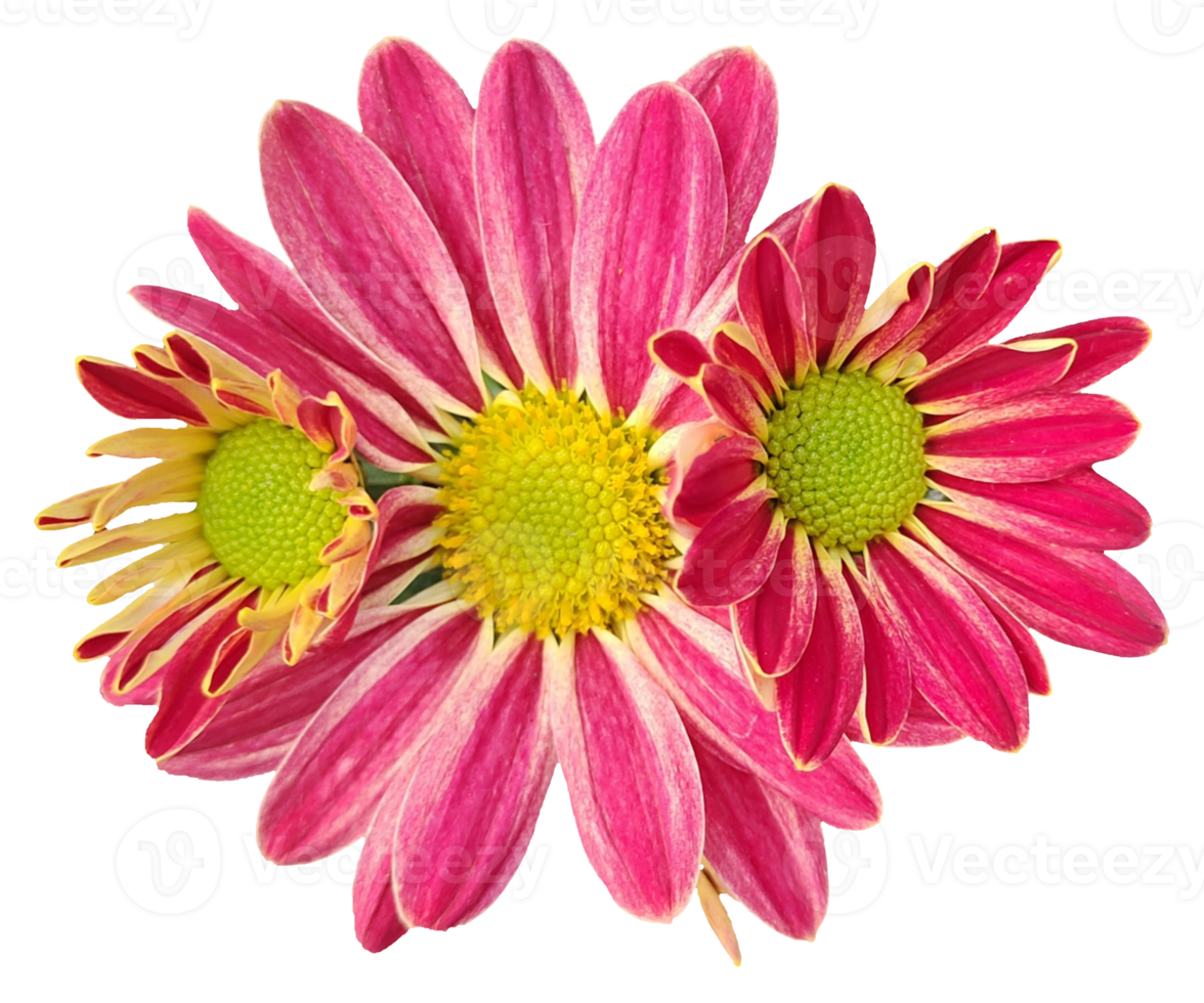 Two pink and yellow flowers with white background png