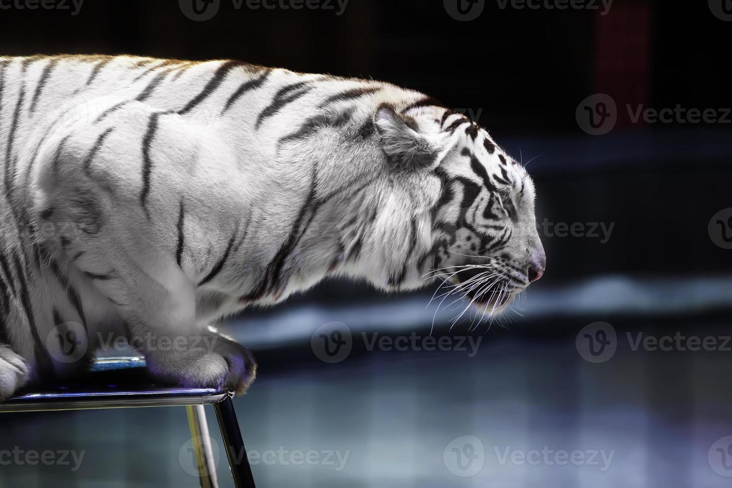 blanco Tigre de cerca en un circo silla. foto