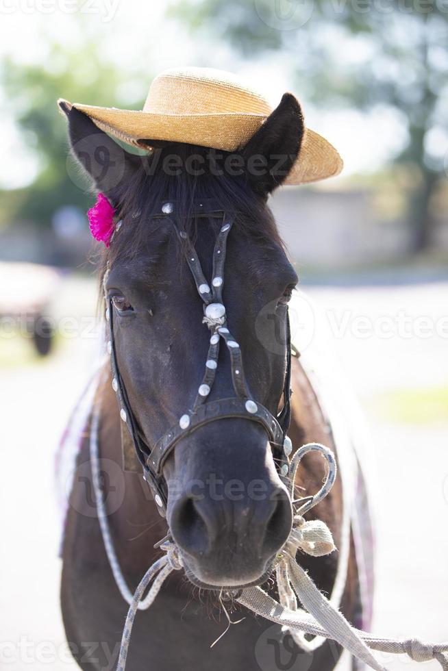 The muzzle of a village horse decorated with a flower close-up. photo