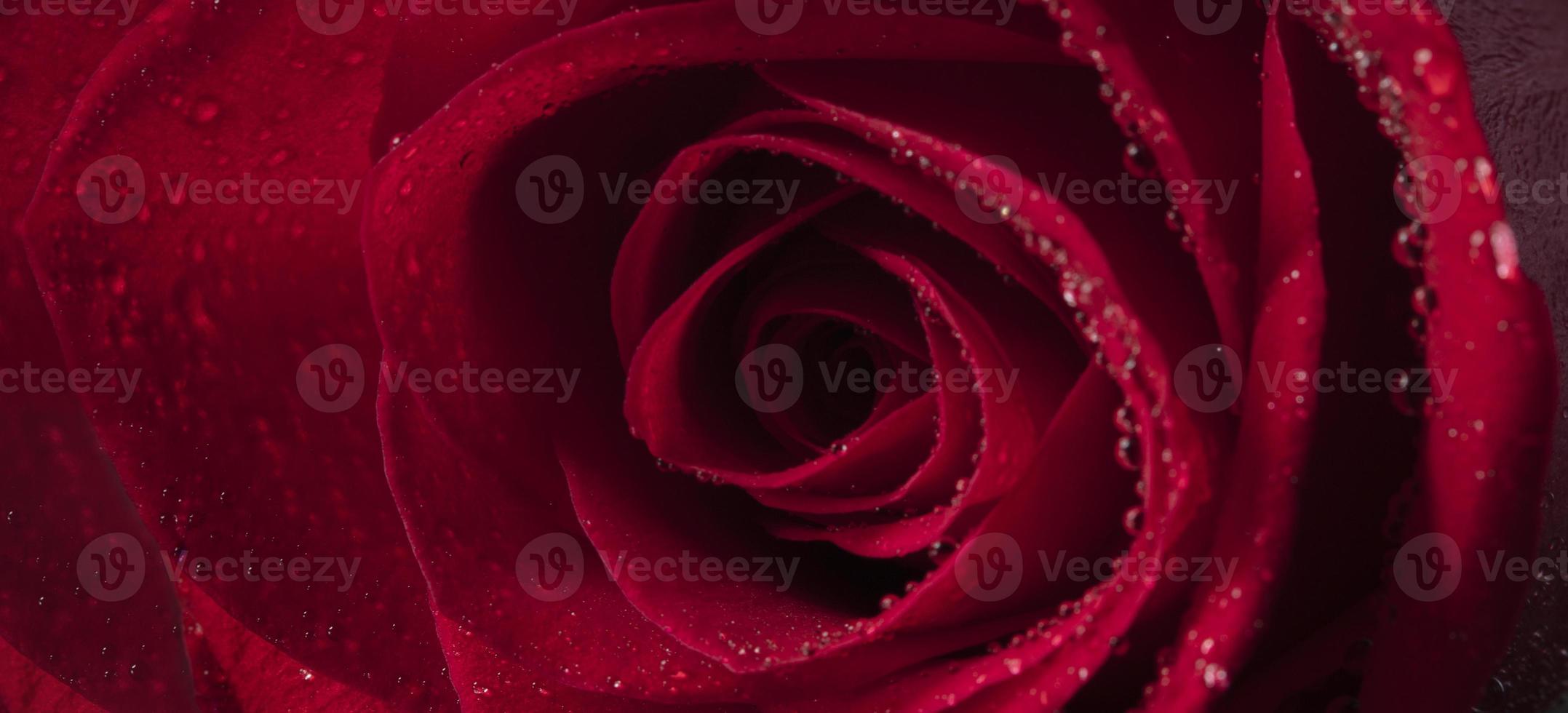 Red rose close-up with water droplets. photo