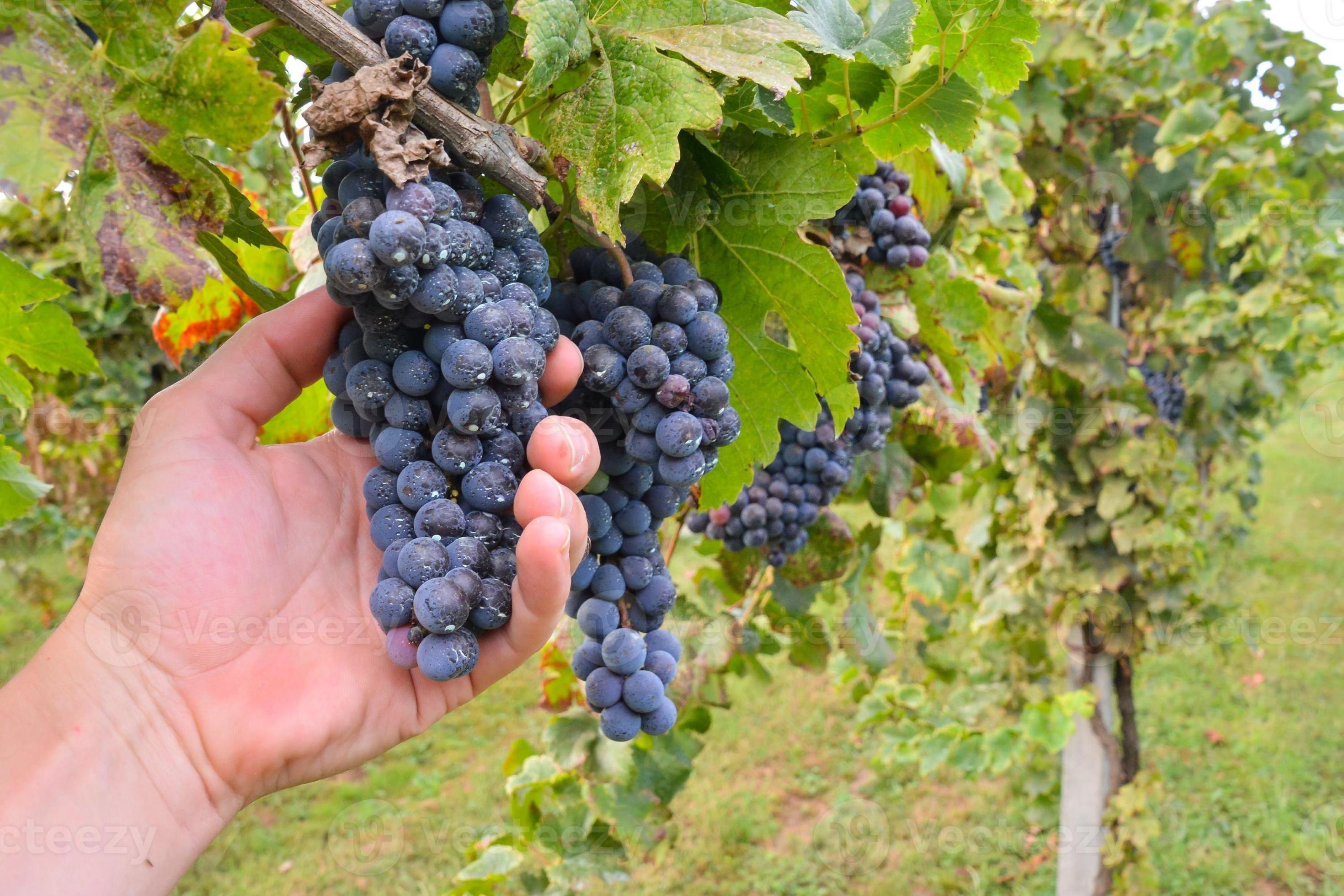 Red wine grape 21888999 Stock Photo at Vecteezy