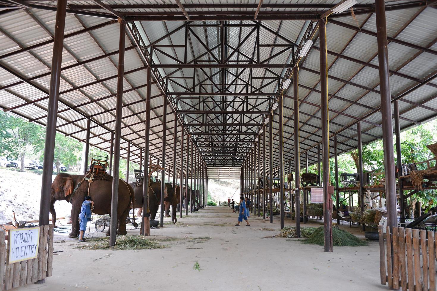 LAMPANG, THAILAND, APRIL 23 2015, Elephants at Thai Elephant Conservation Center . Lampang, Thailand. photo