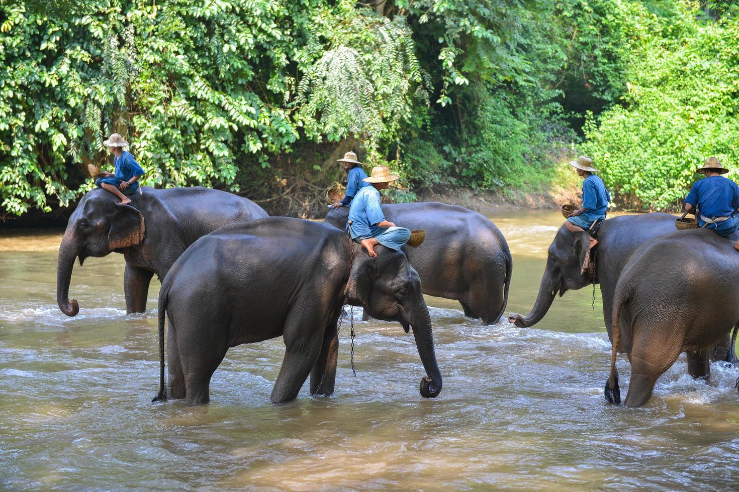 CHIANG MAI, THAILAND-OCT 2014, Mahouts are riding elephants at Elephant Camp. Chiangmai, Thailand on October  15, 2014. photo