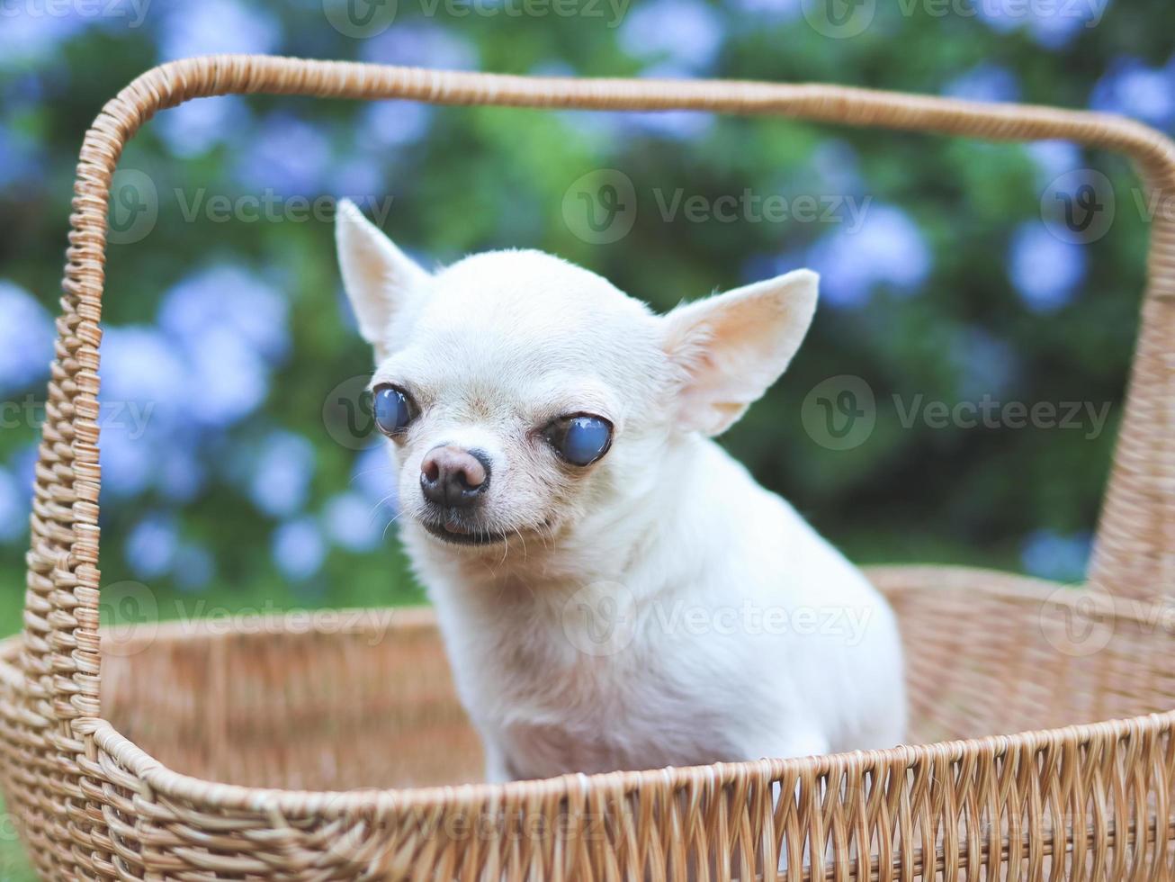 viejo perro chihuahua con ojos ciegos sentado en una canasta en un hermoso jardín con flores moradas. foto