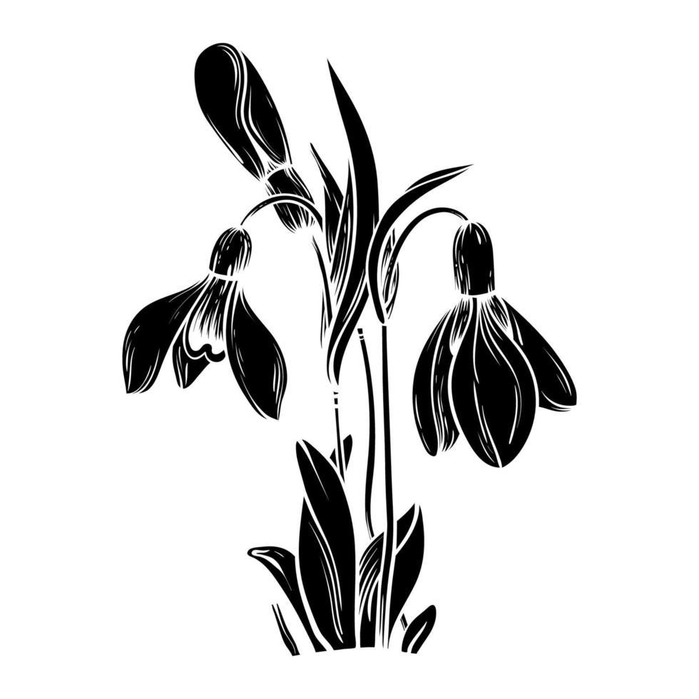 First spring flowers. Snowdrops vector silhouette illustration