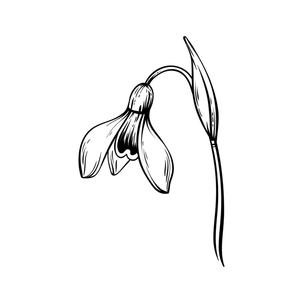 First spring flowers. Snowdrops vector graphic illustration