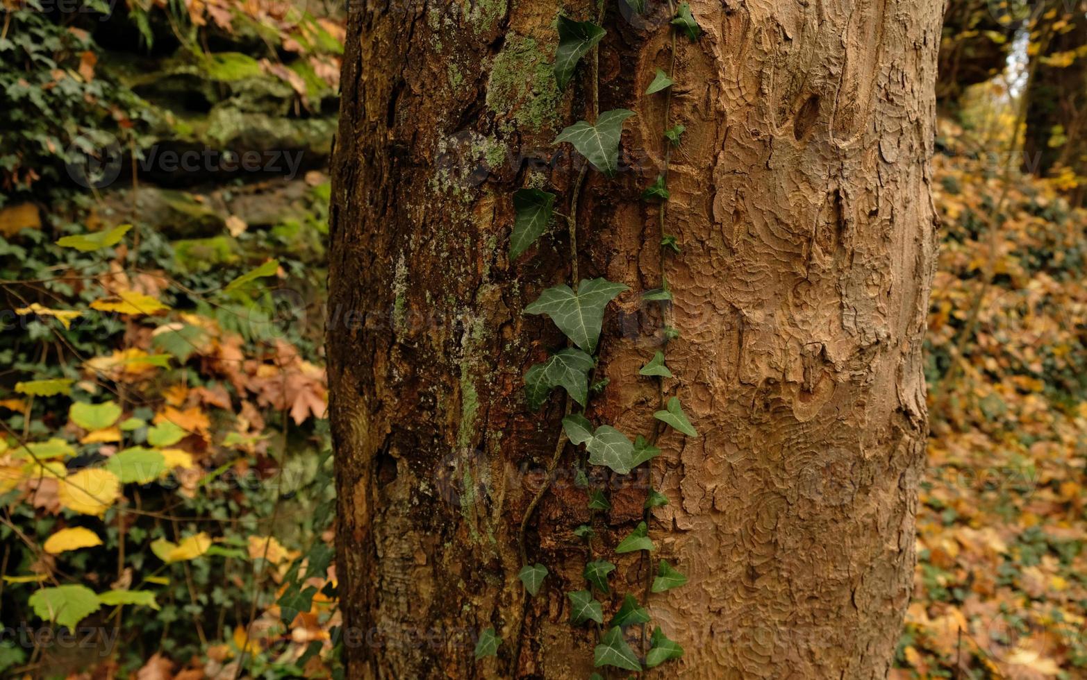 Tree bark pattern, brown natural background. Wooden textured background of tree trunk. Green ivy leaves on tree trunk in fall forest. Textured background of leaves. Selective focus. photo