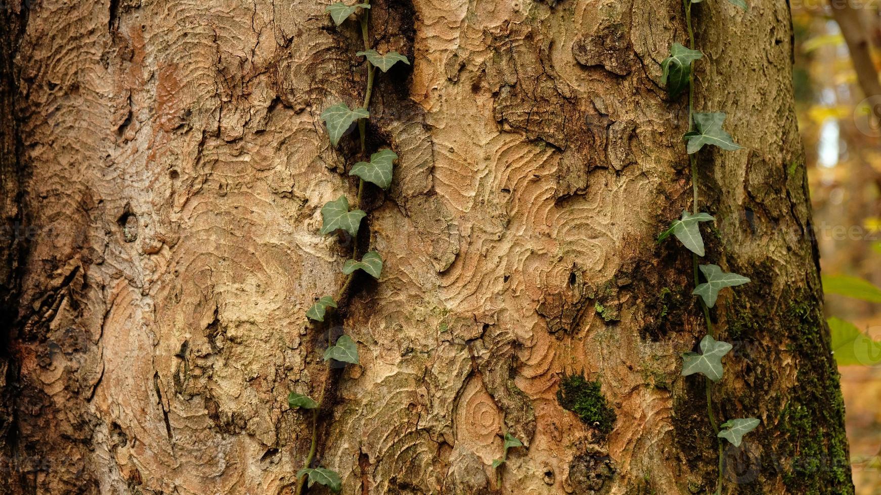 Tree bark pattern, brown natural background. Wooden textured background of tree trunk. Green ivy leaves on tree trunk in fall forest. Textured background of leaves. Selective focus. photo