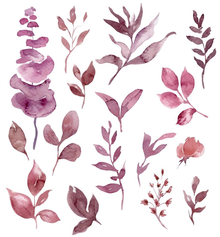 eucalipto y verdor acuarela ilustraciones colocar, mano pintado acuarela plantas y hojas vector